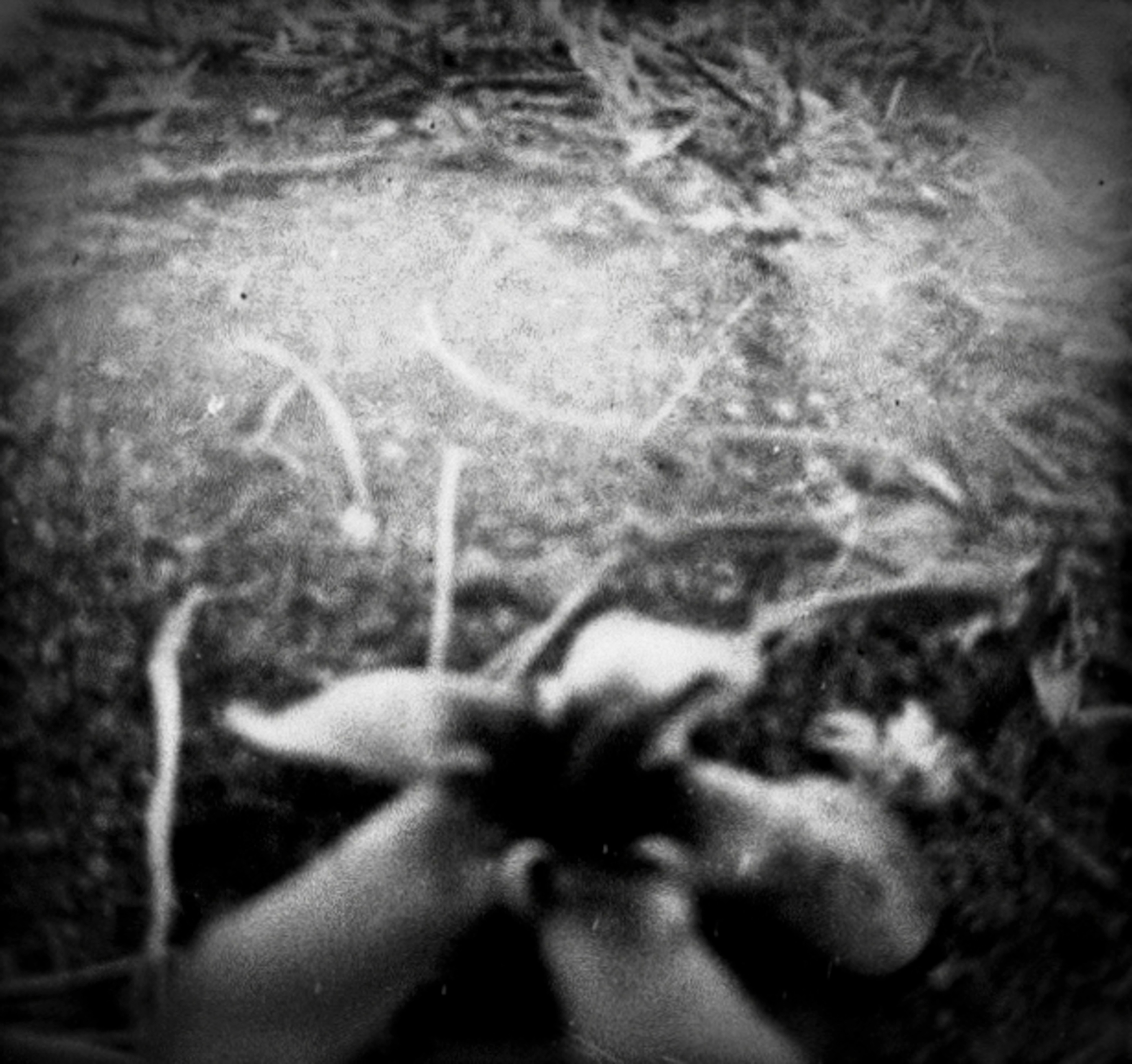 Grounded Bloom,  B&W Diana Baby110, ISO 100