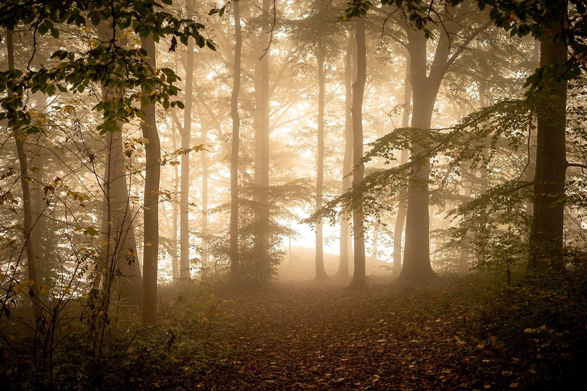 Forest/ Belgian Ardennes