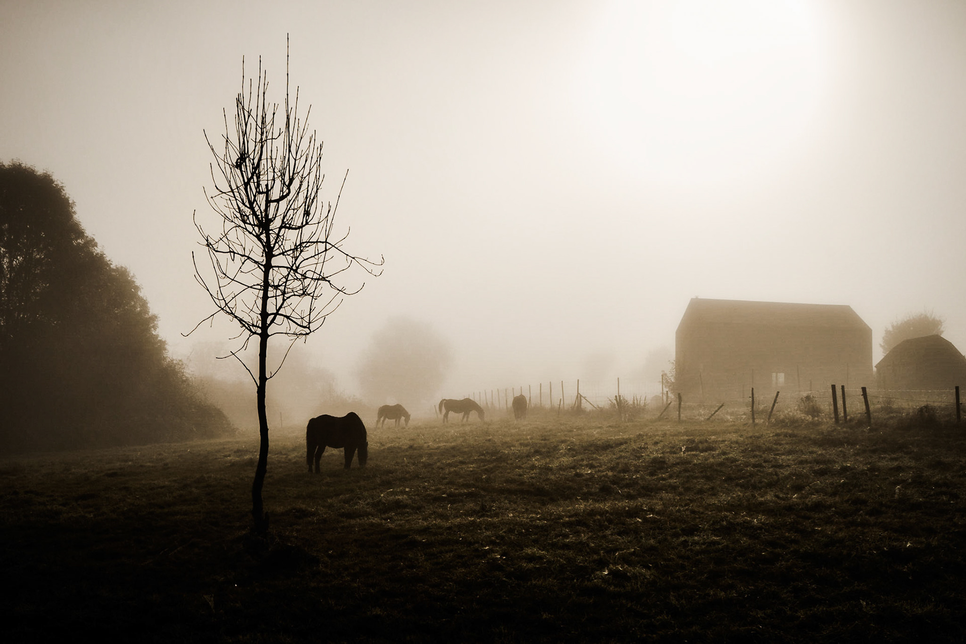 Horses / Belgian Ardennes