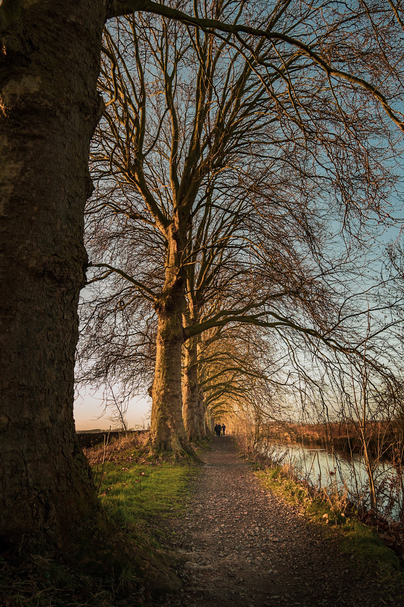 Tree corridor / Seclin, France
