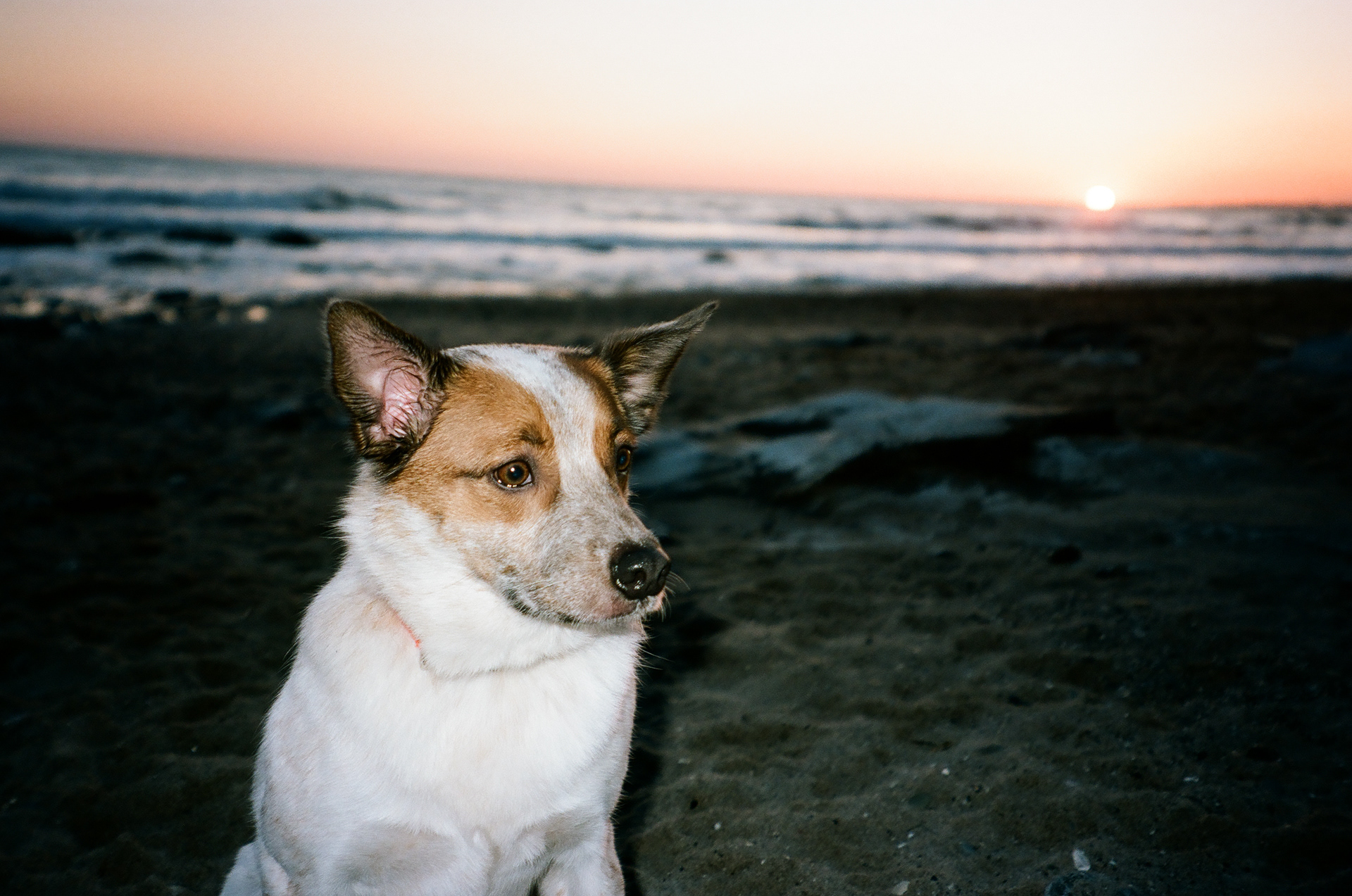 Otis, Santa Barbara, California, April 2023