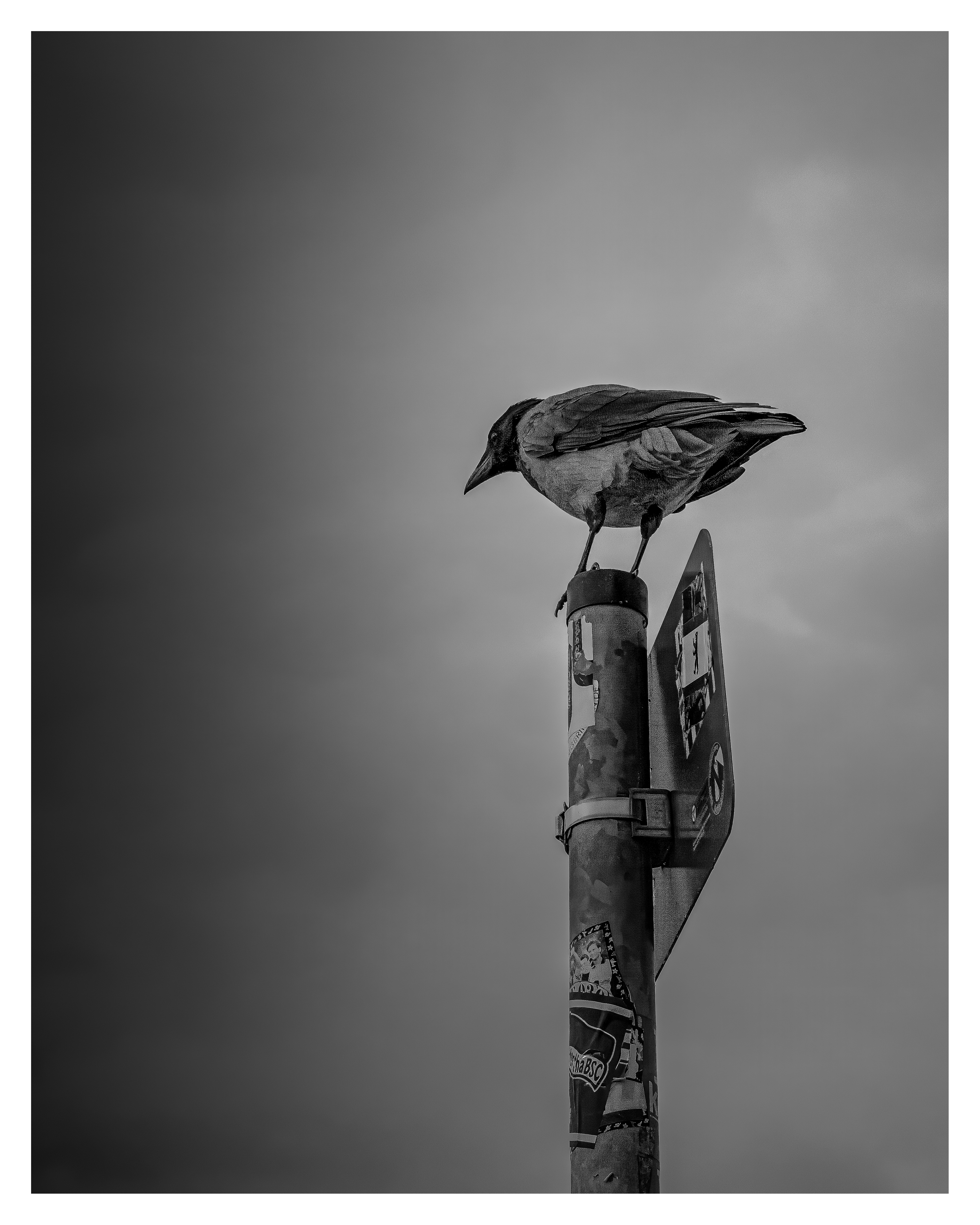 Vogel auf Schild