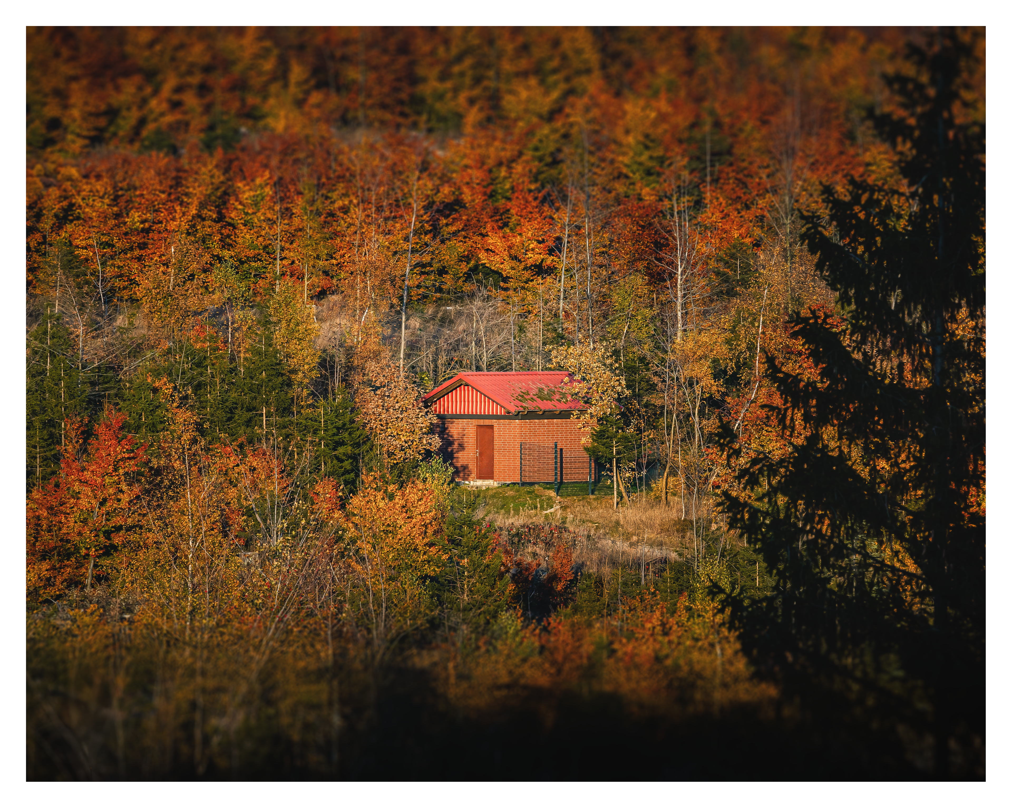 Cabin in the woods