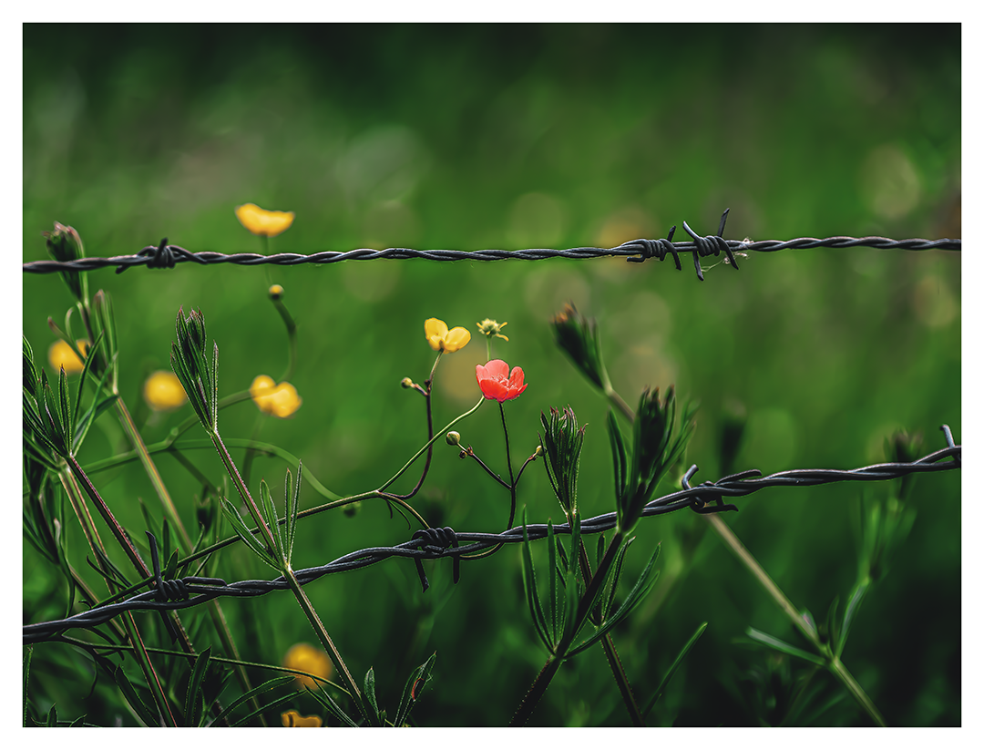 Stachelig