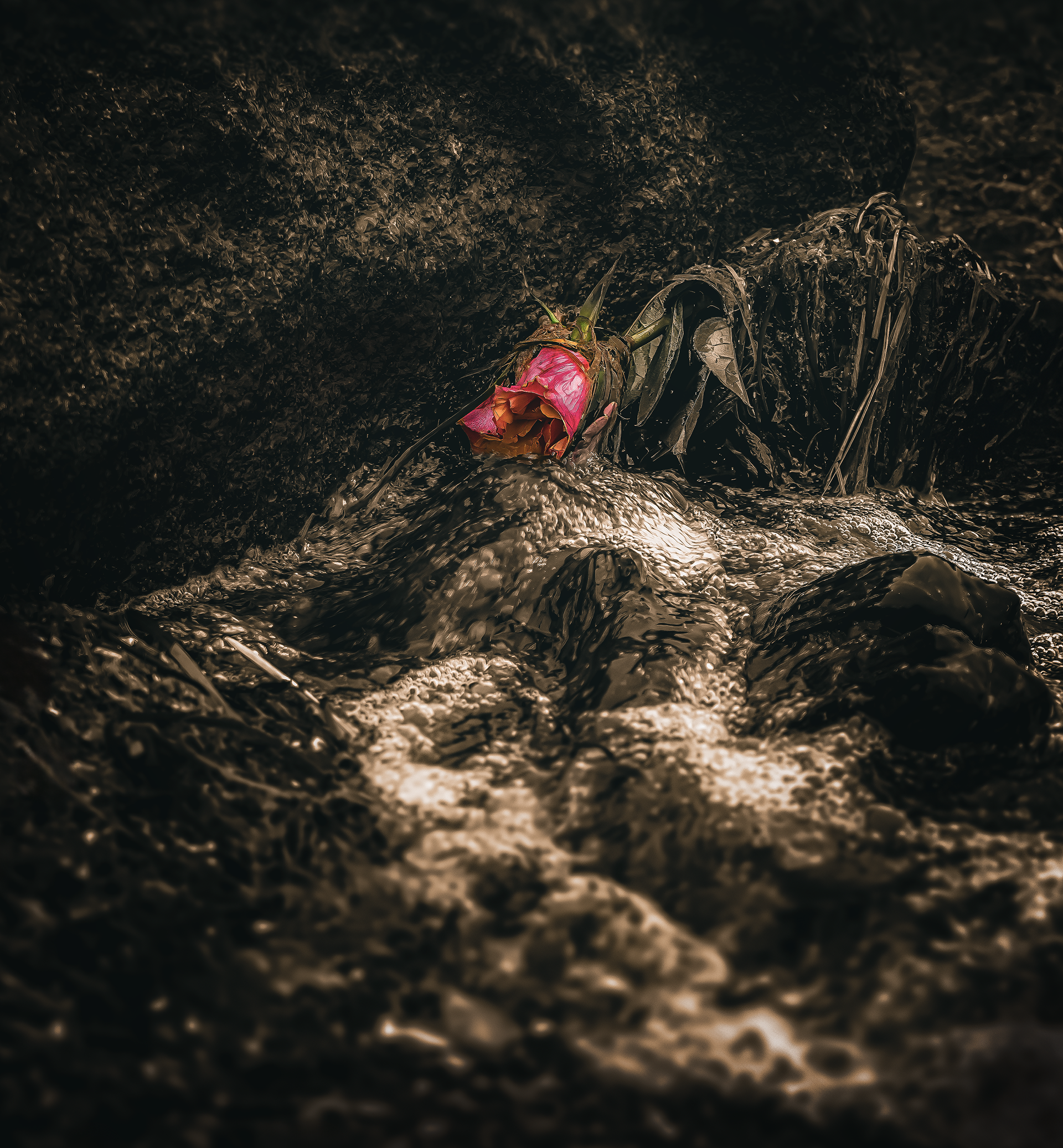 Rose?