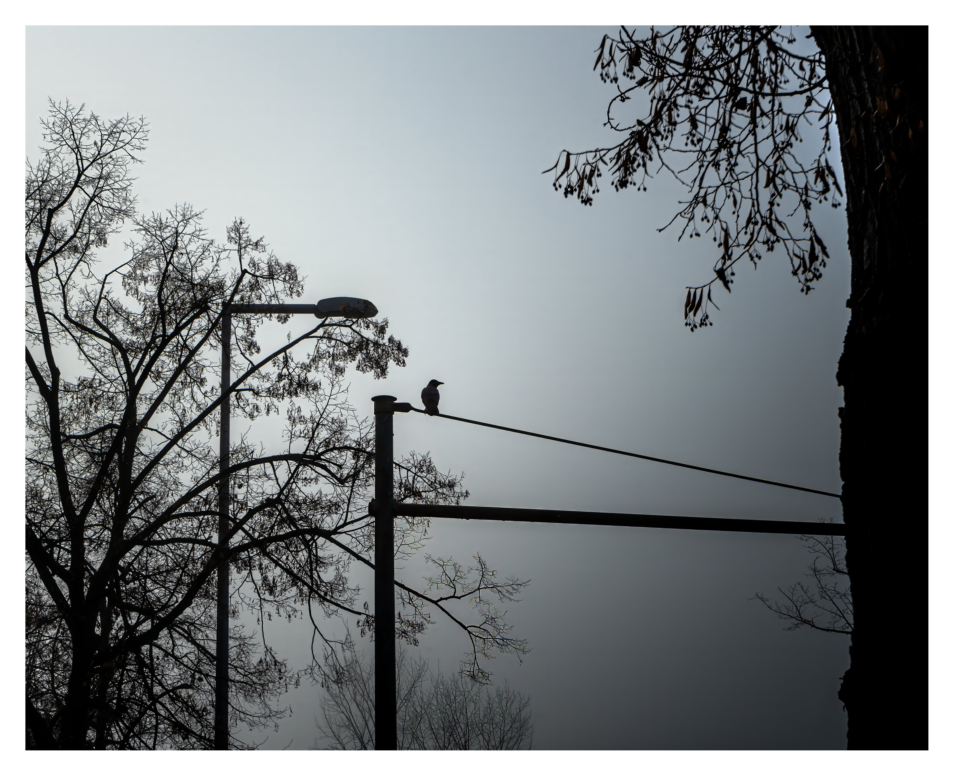 Vogel auf Ampel
