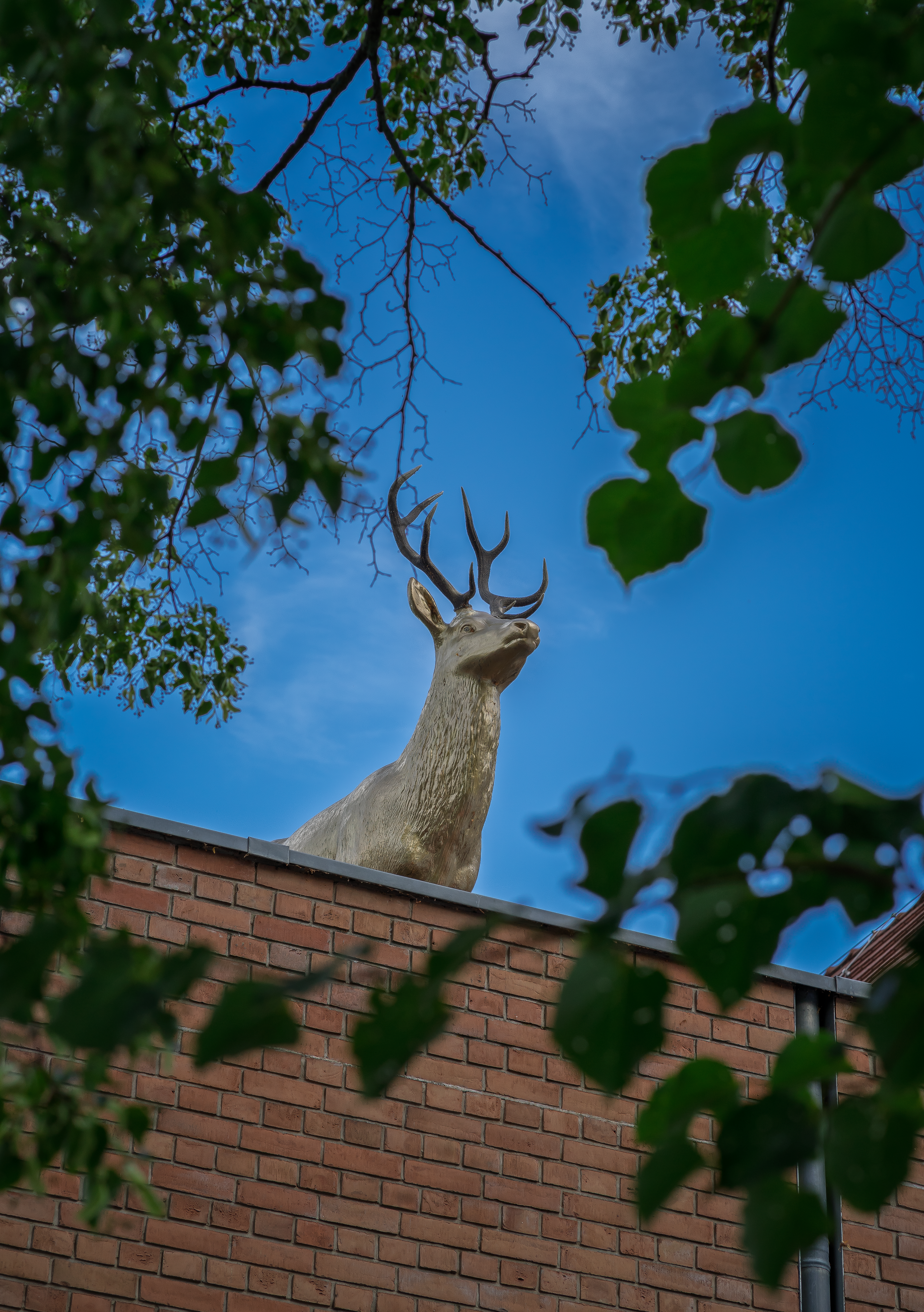 A Hirsch