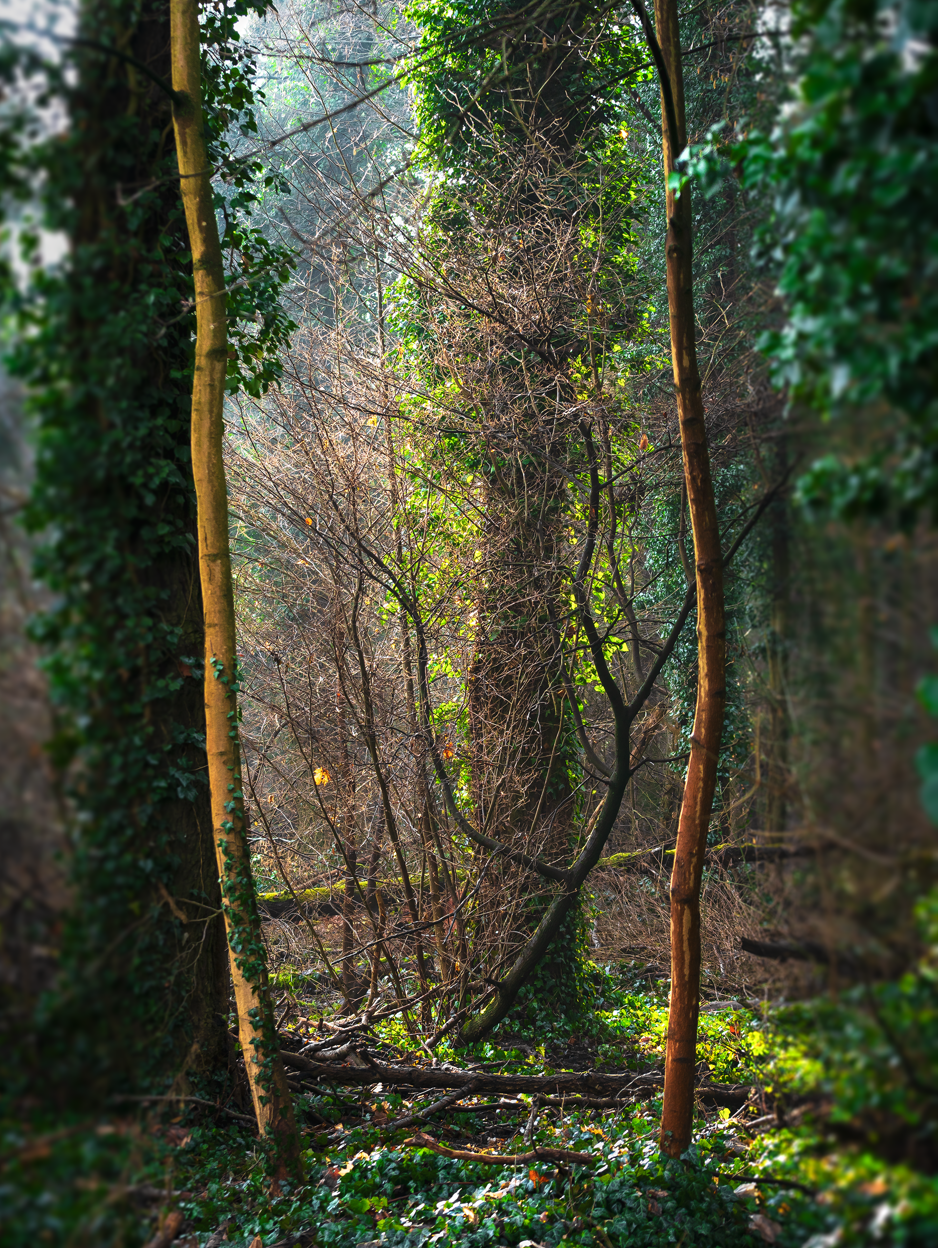 Das Tor des Waldes