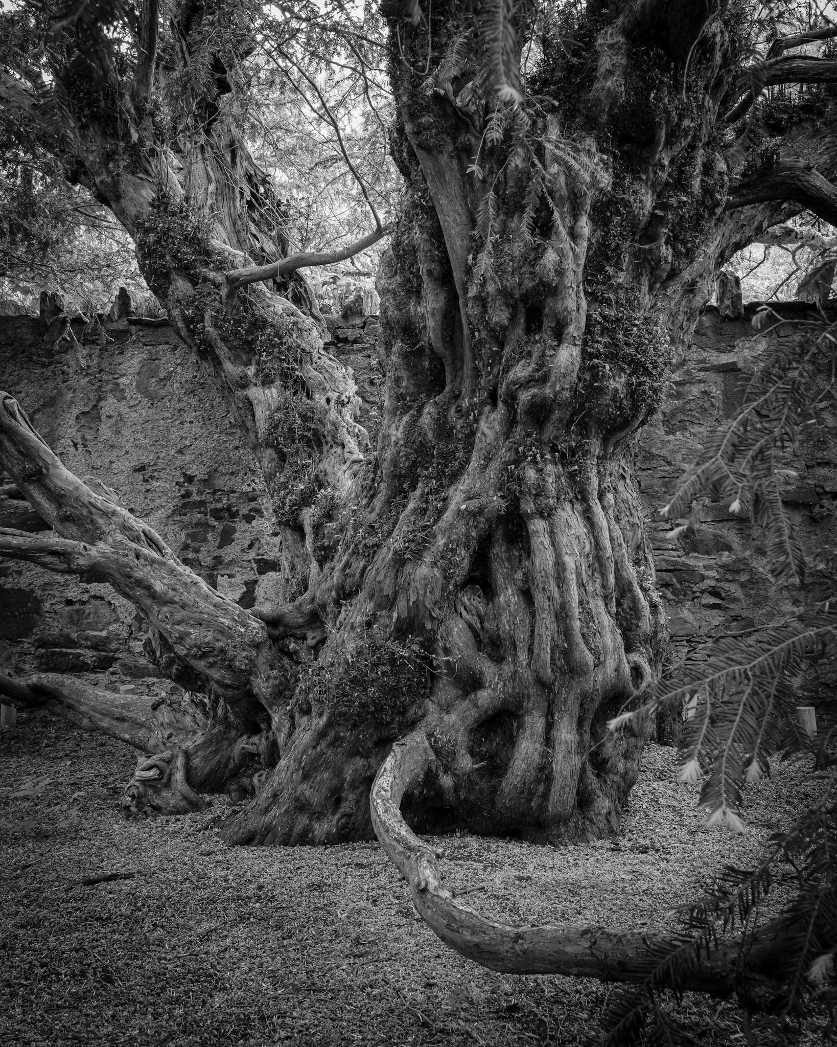 Fortingall Yew