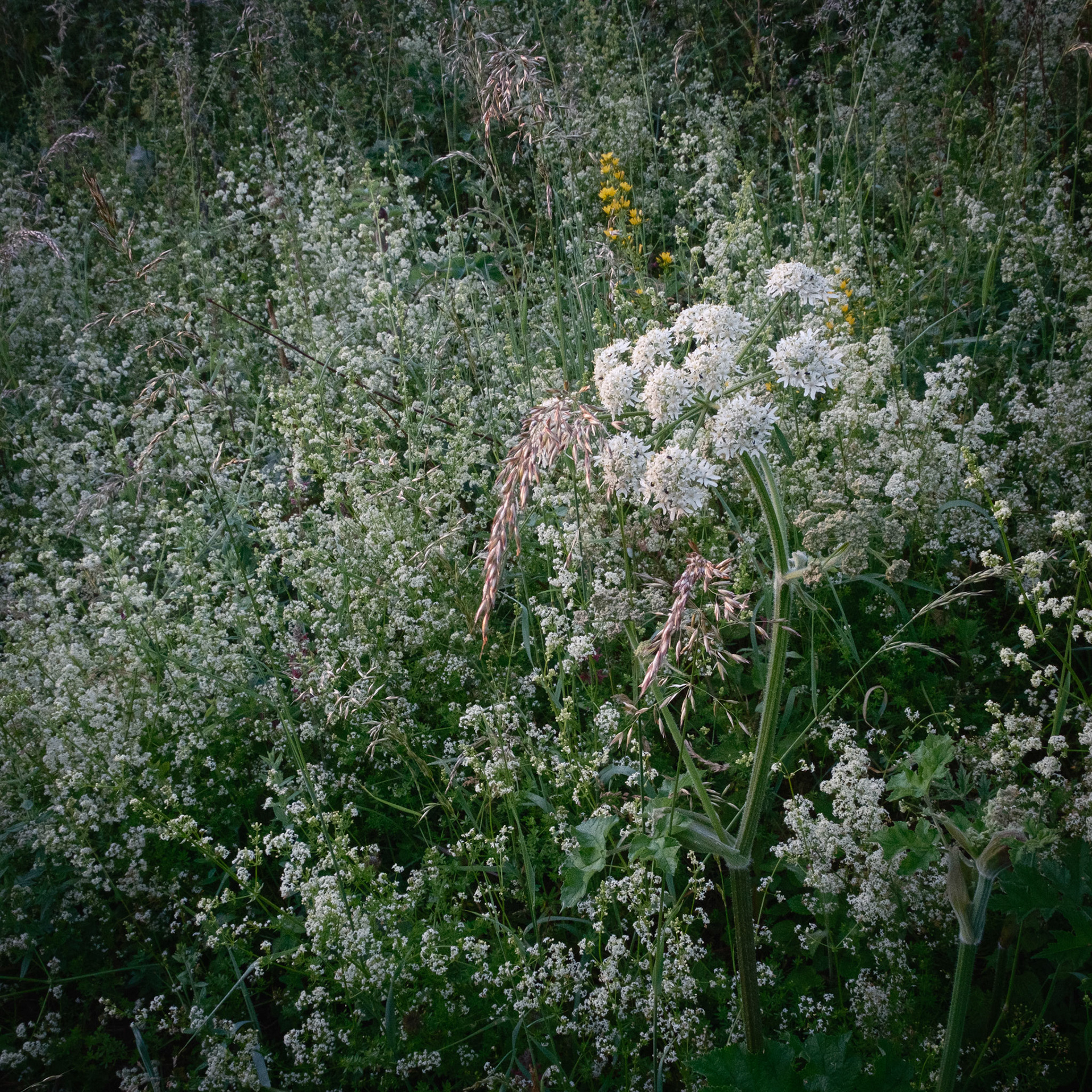 A Flower Salad