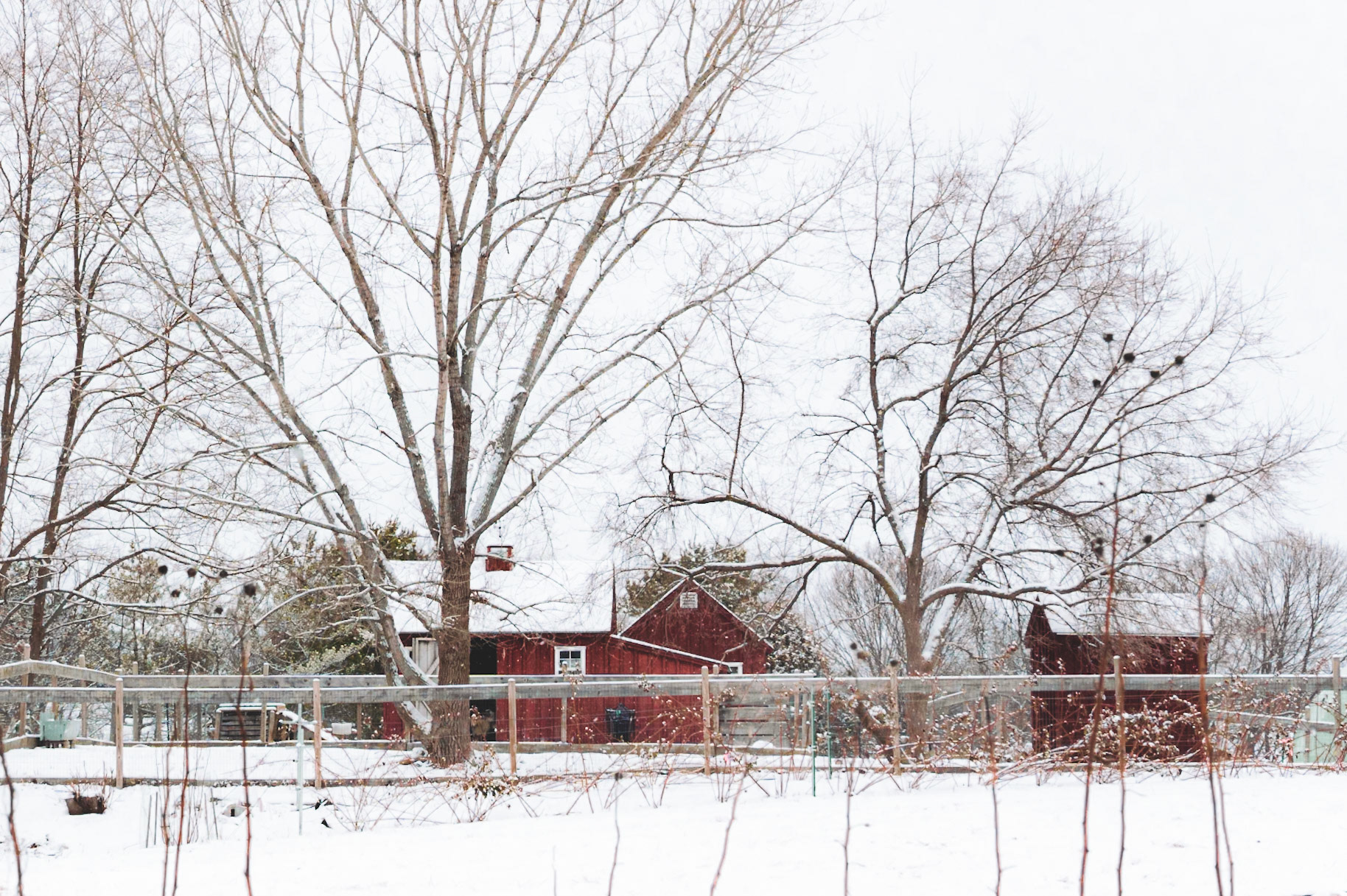 Lexington Community Farm