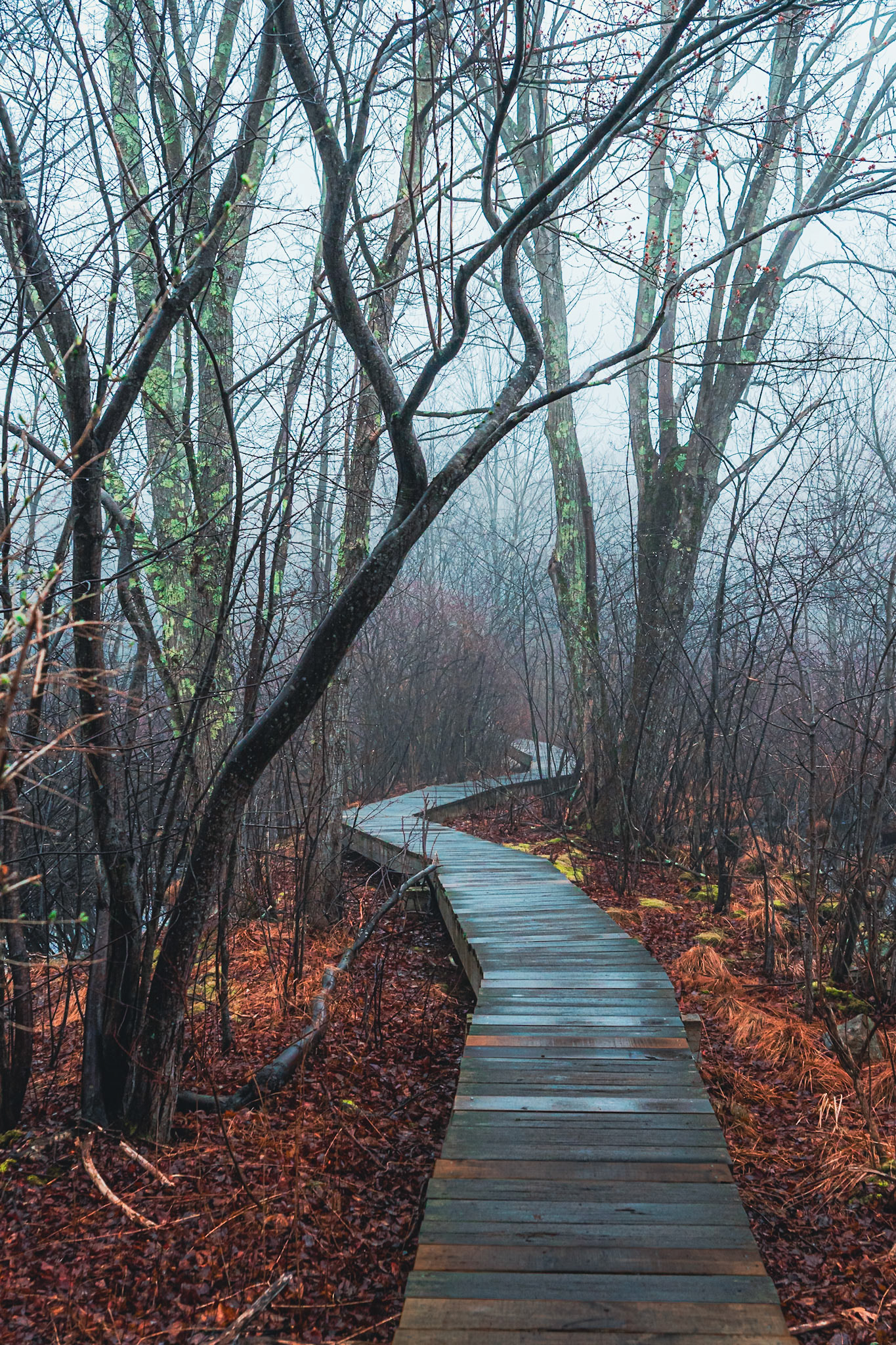 Arlington Great Meadows