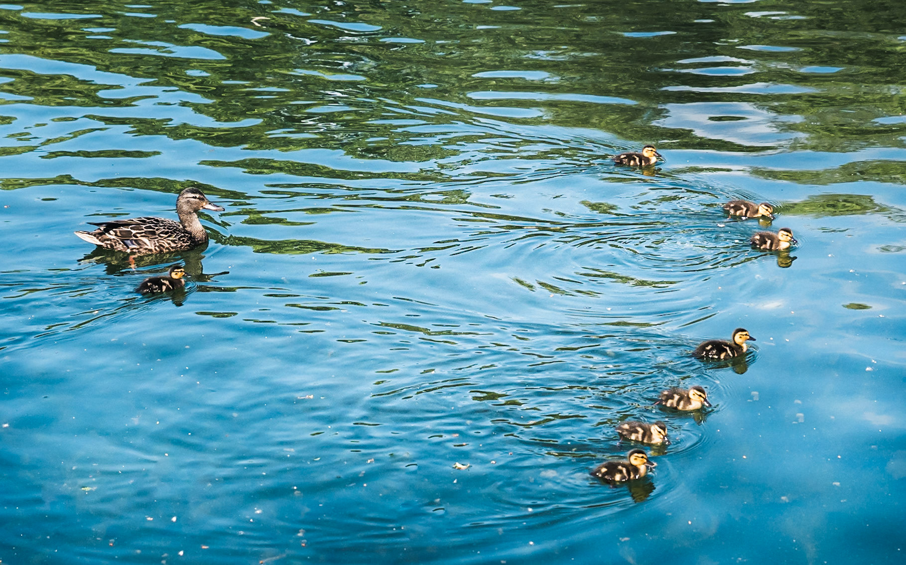 A New Brood (Arlington Res)