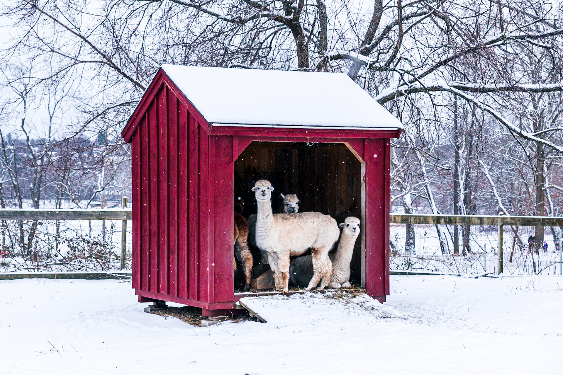 Lexington Community Farm