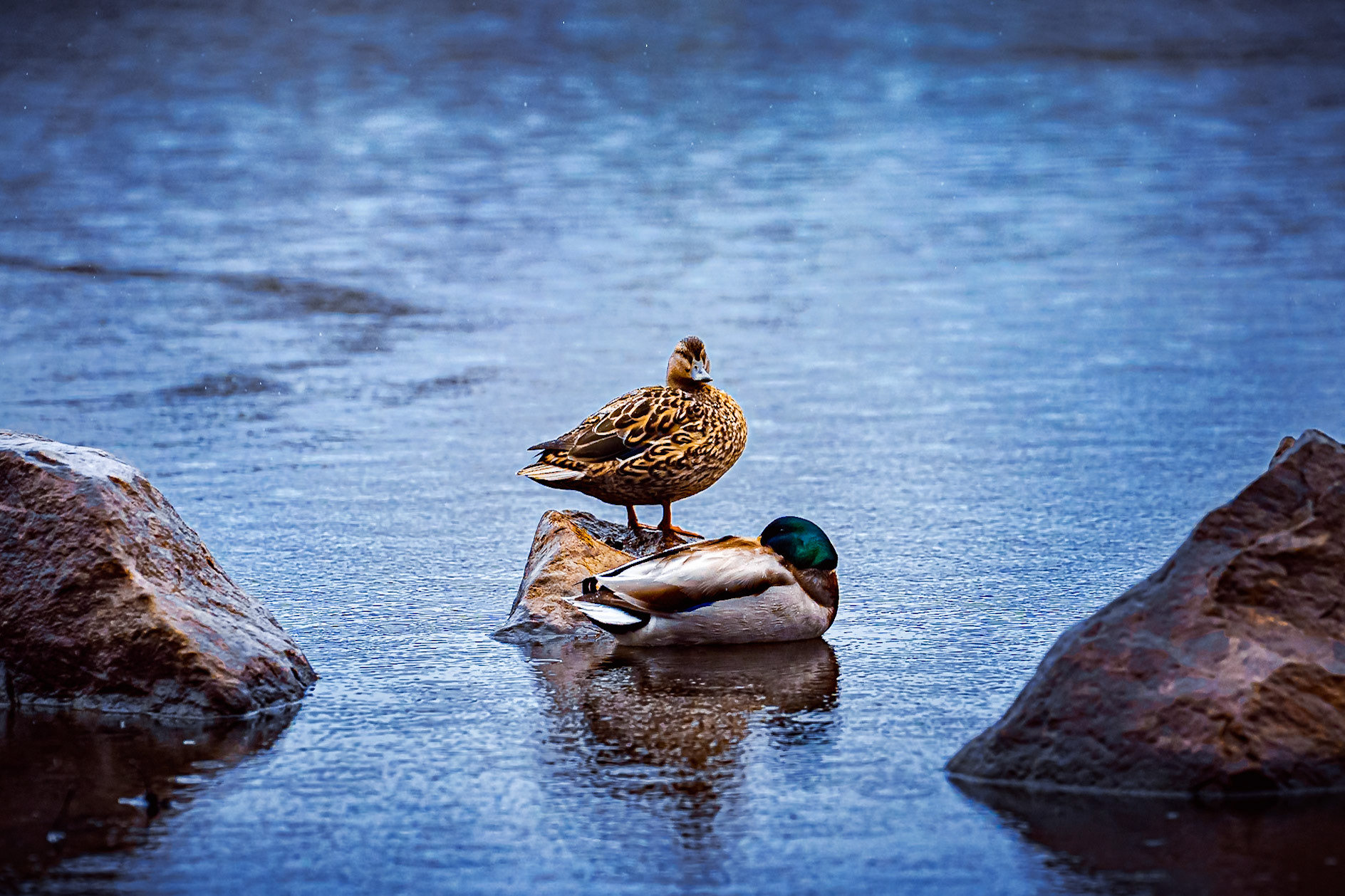 New England Ducks