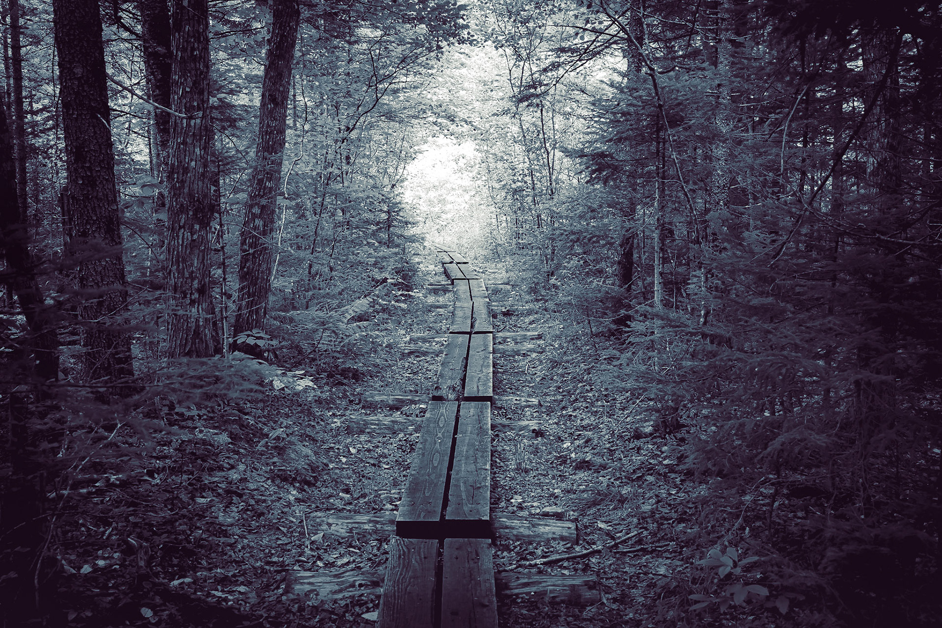 Vermont Woods