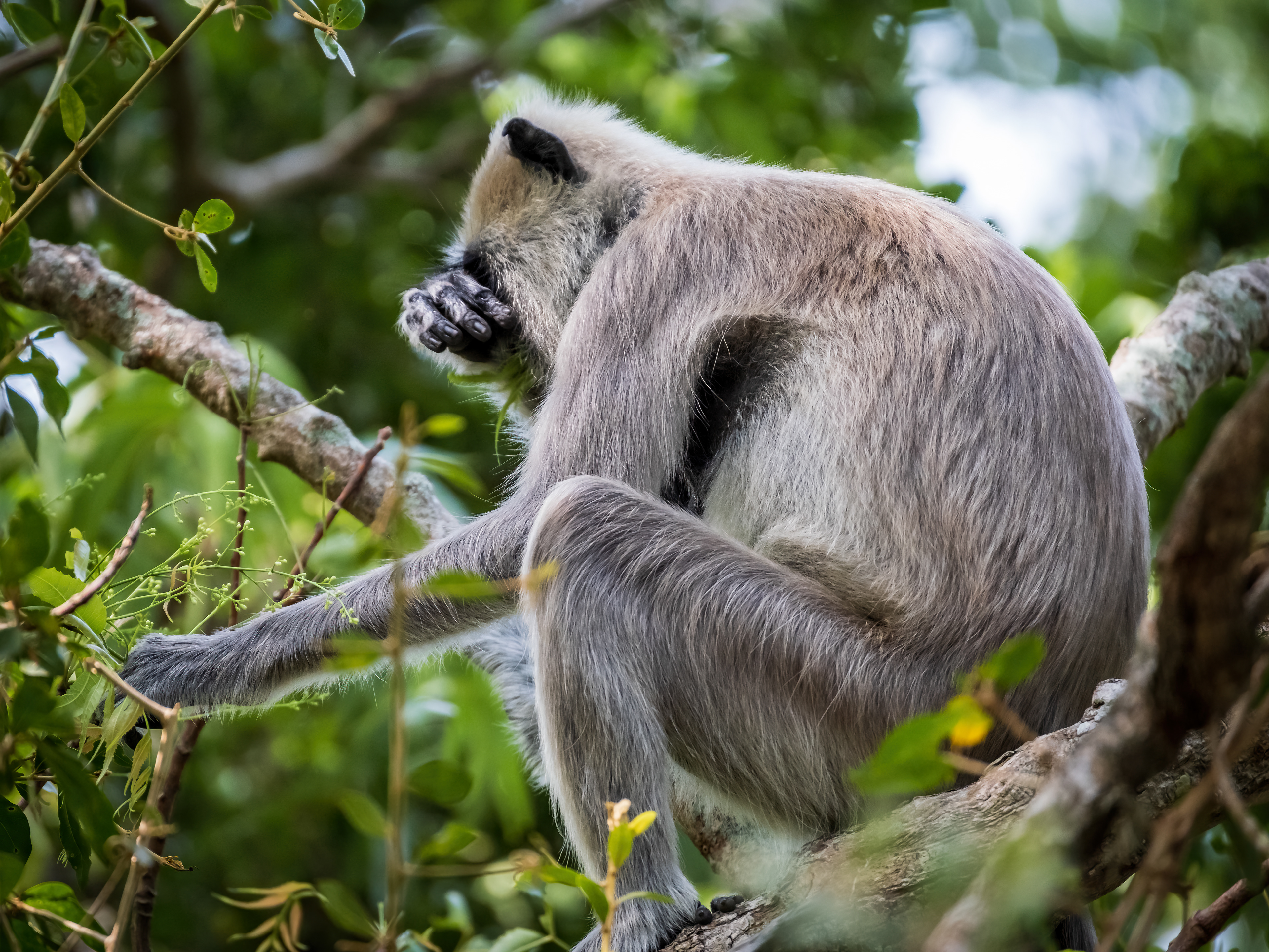 Hide your face / Grey langur monkey at Yala National Park, Sri Lanka, May 2022