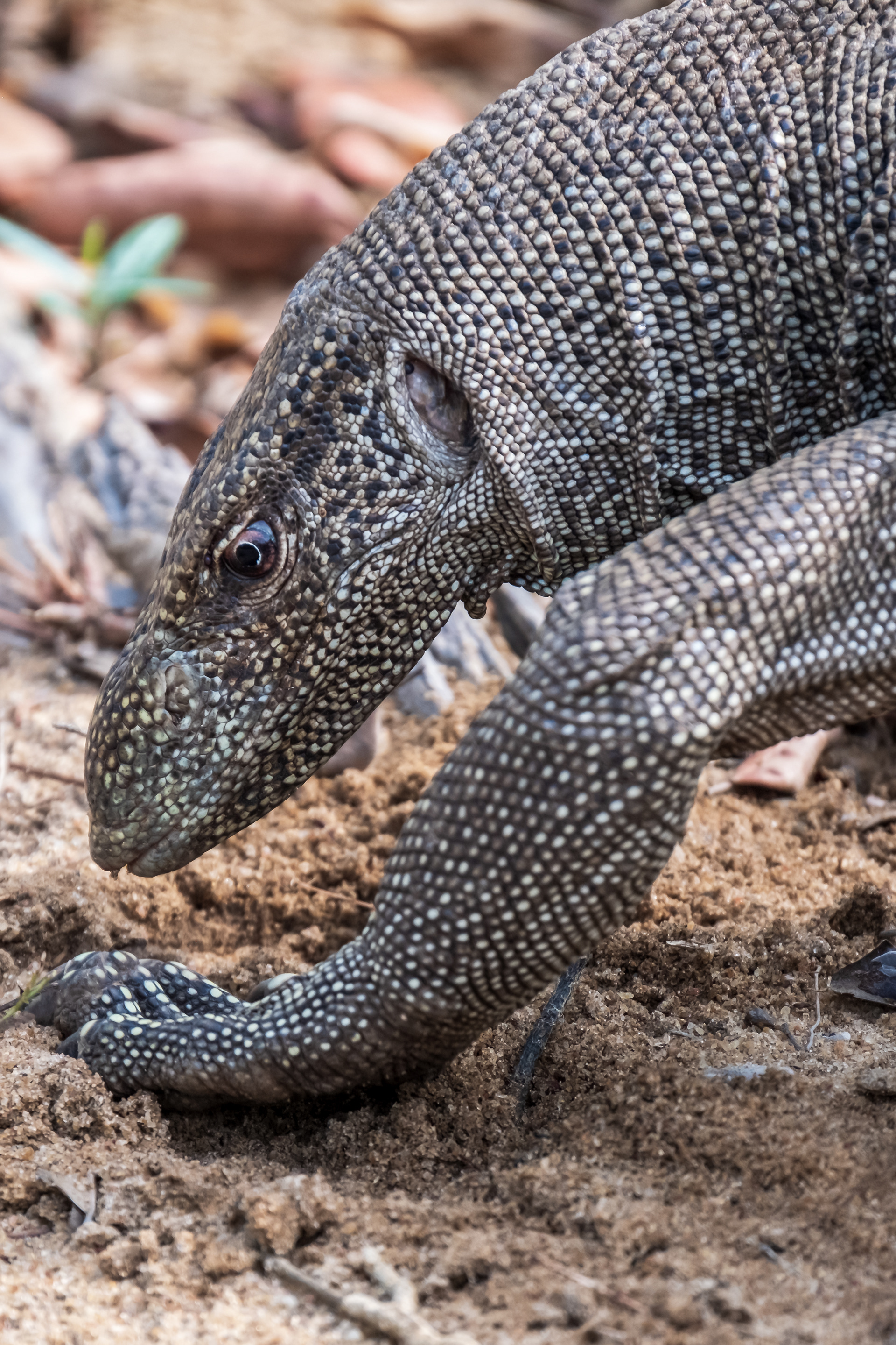 Digging for food / Monitor Lizard at Yala National Park, Sri Lanka, May 2022