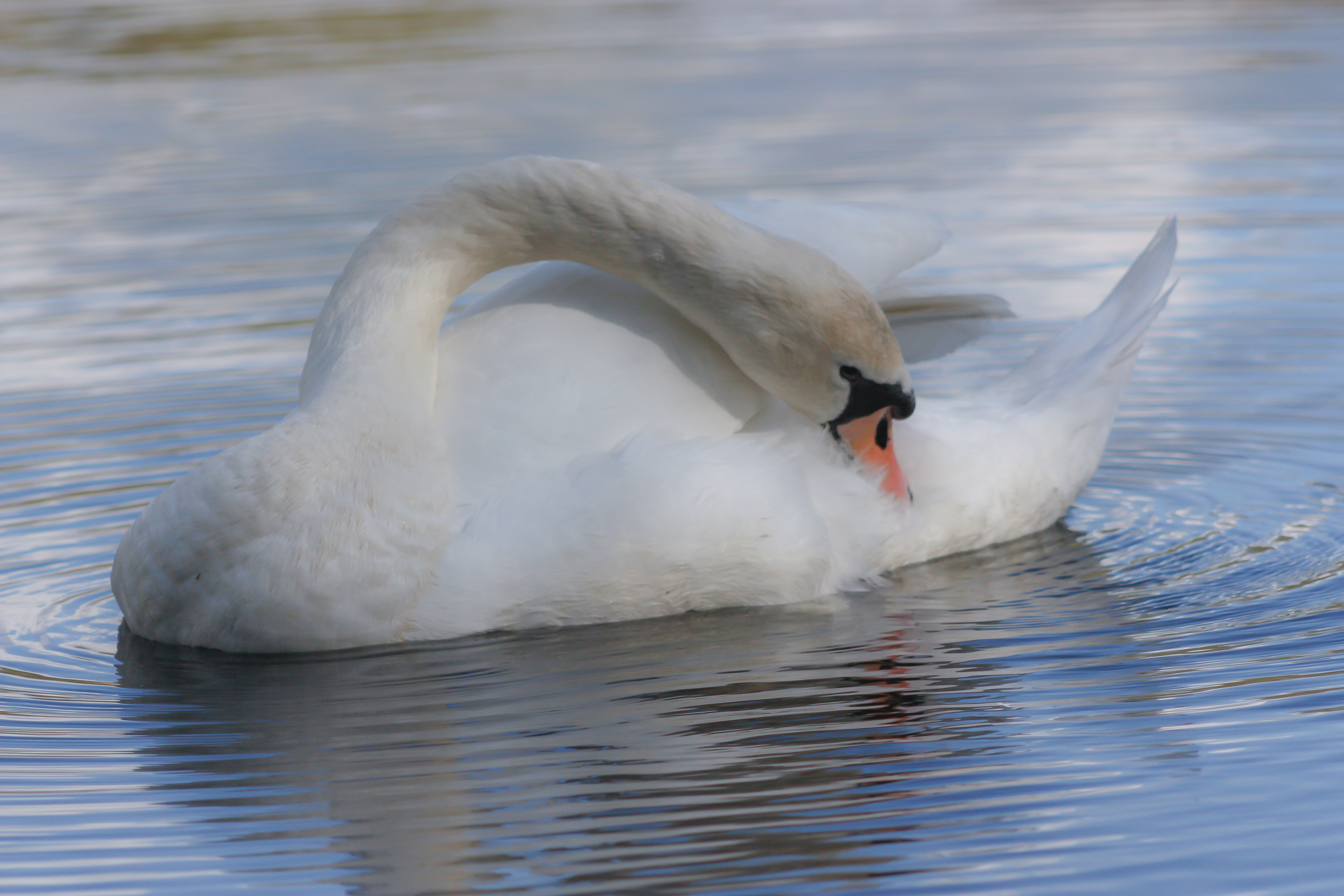 Swan lake / Sandhurst Memorial Lake, Surrey, April 2017