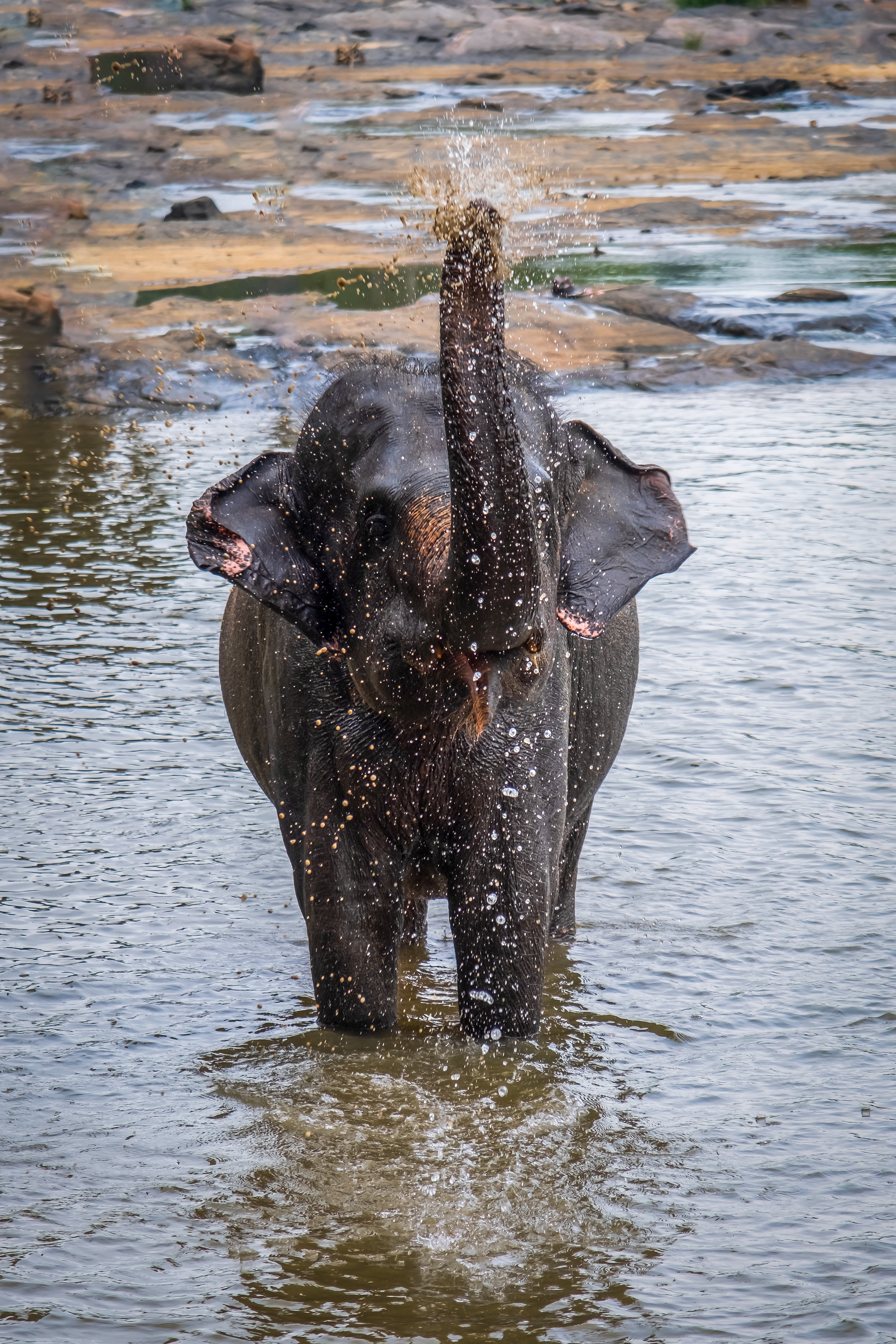 Shower time / Pinnawala Elephant Orphanage, Sri Lanka, May 2022