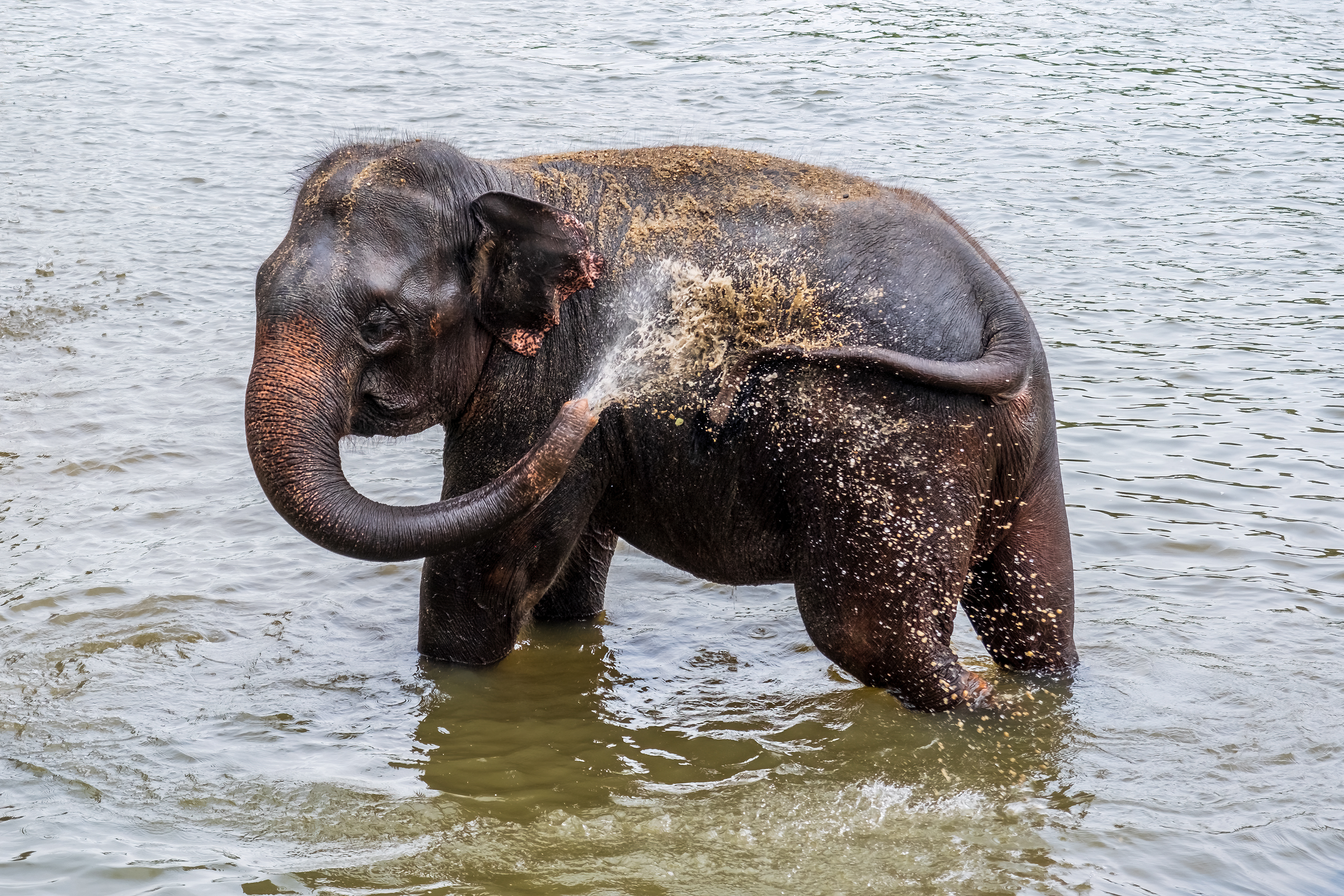 Wash off / Pinnawala Elephant Orphanage, Sri Lanka, May 2022