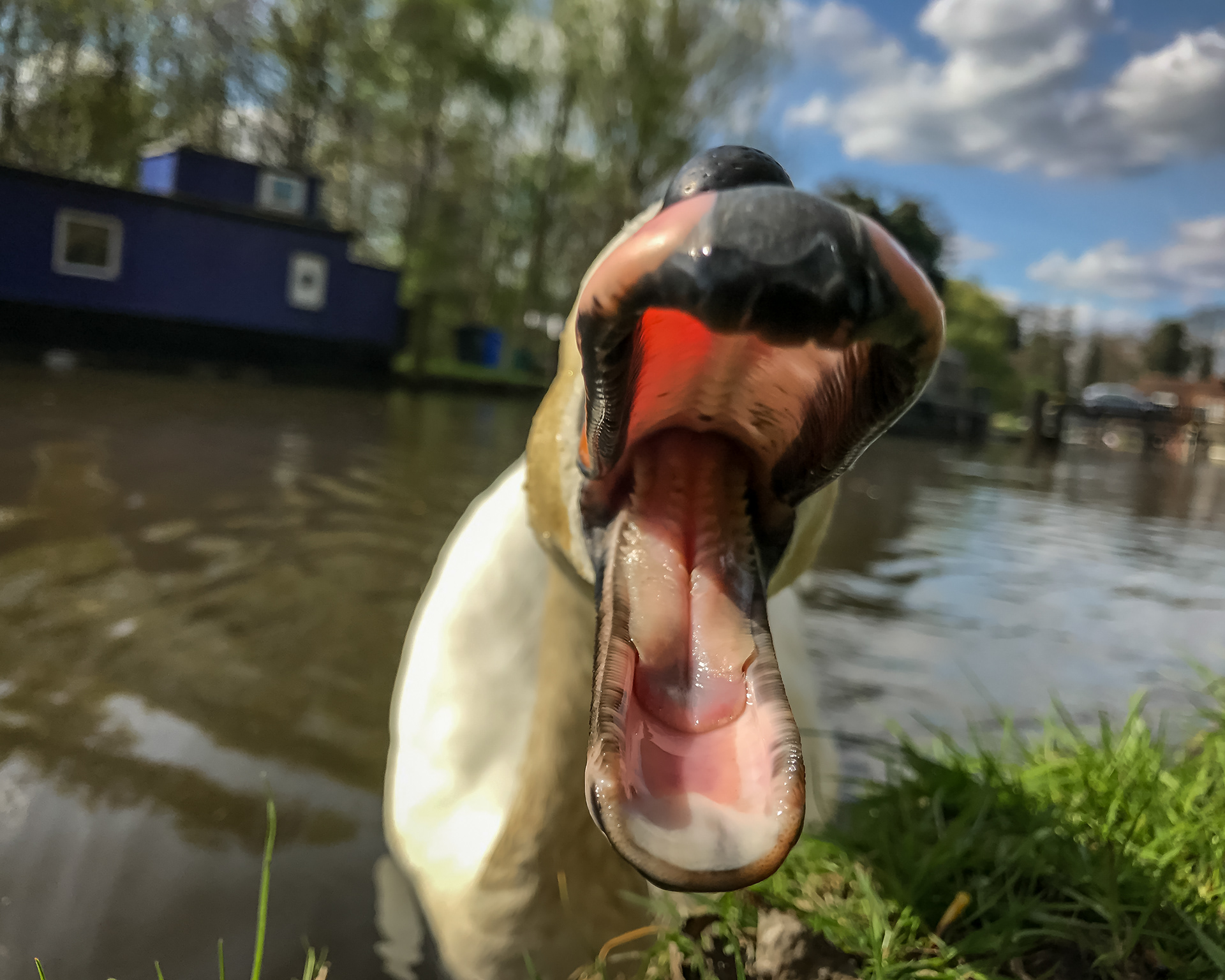 Big mouth! / River Way, Pyrford, Surrey, April 2017