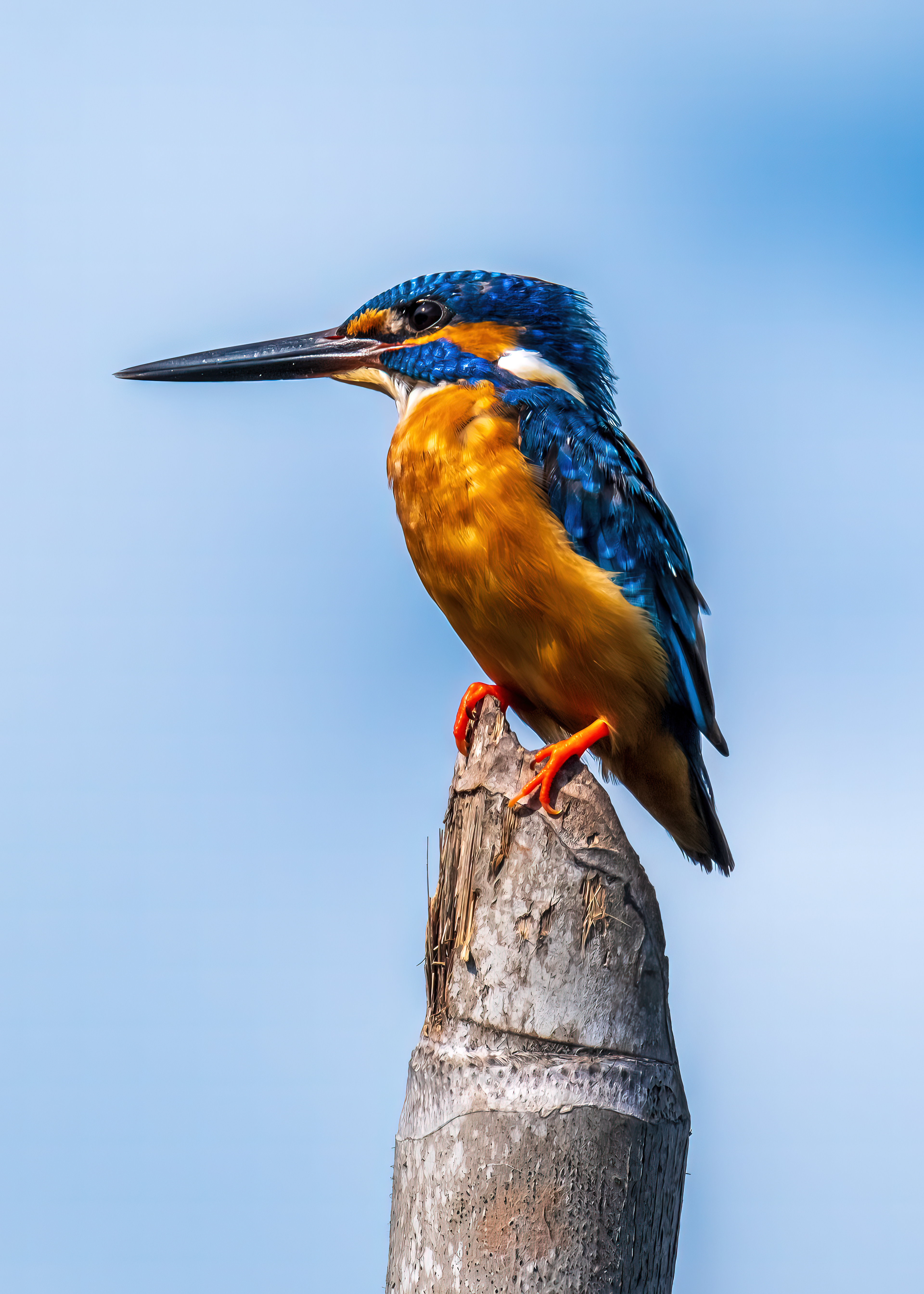 Common Kingfisher / Rathgama lake, Sri Lanka, April 2022