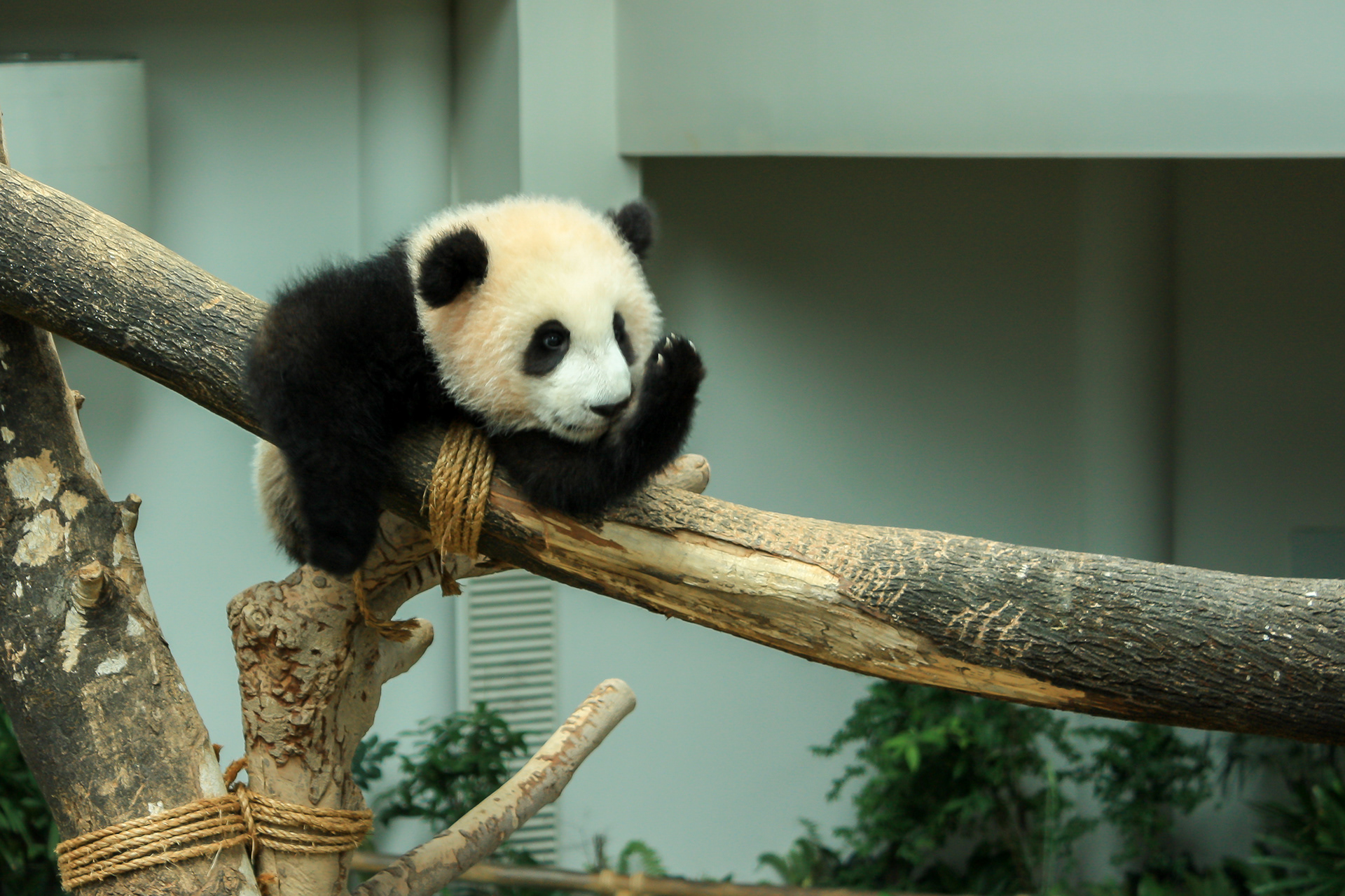 First steps  Baby Panda at Negara Zoo, Malaysia, March 2016