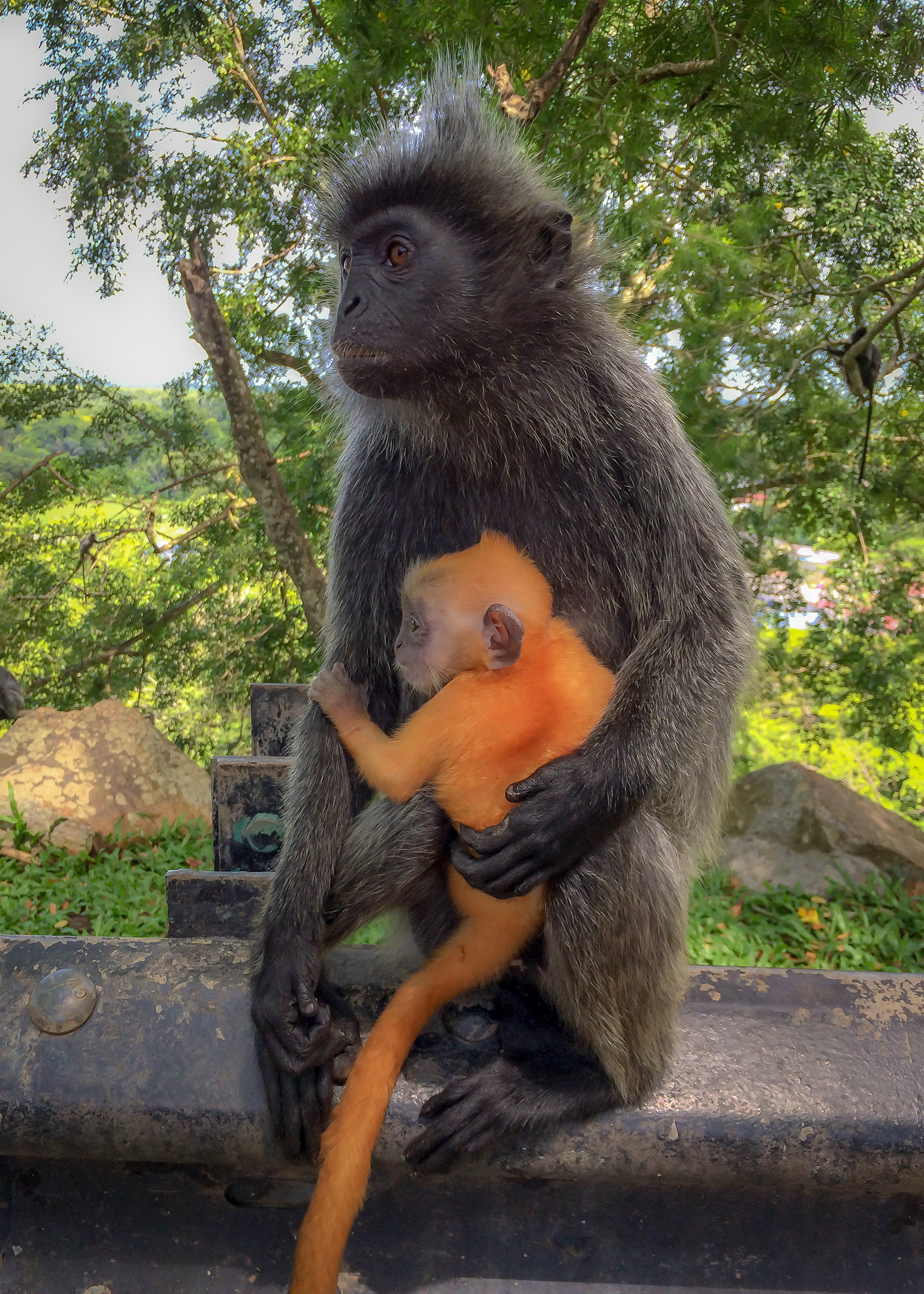 Cling on / Dusky langur mother and baby monkey , Malaysia, March 2016