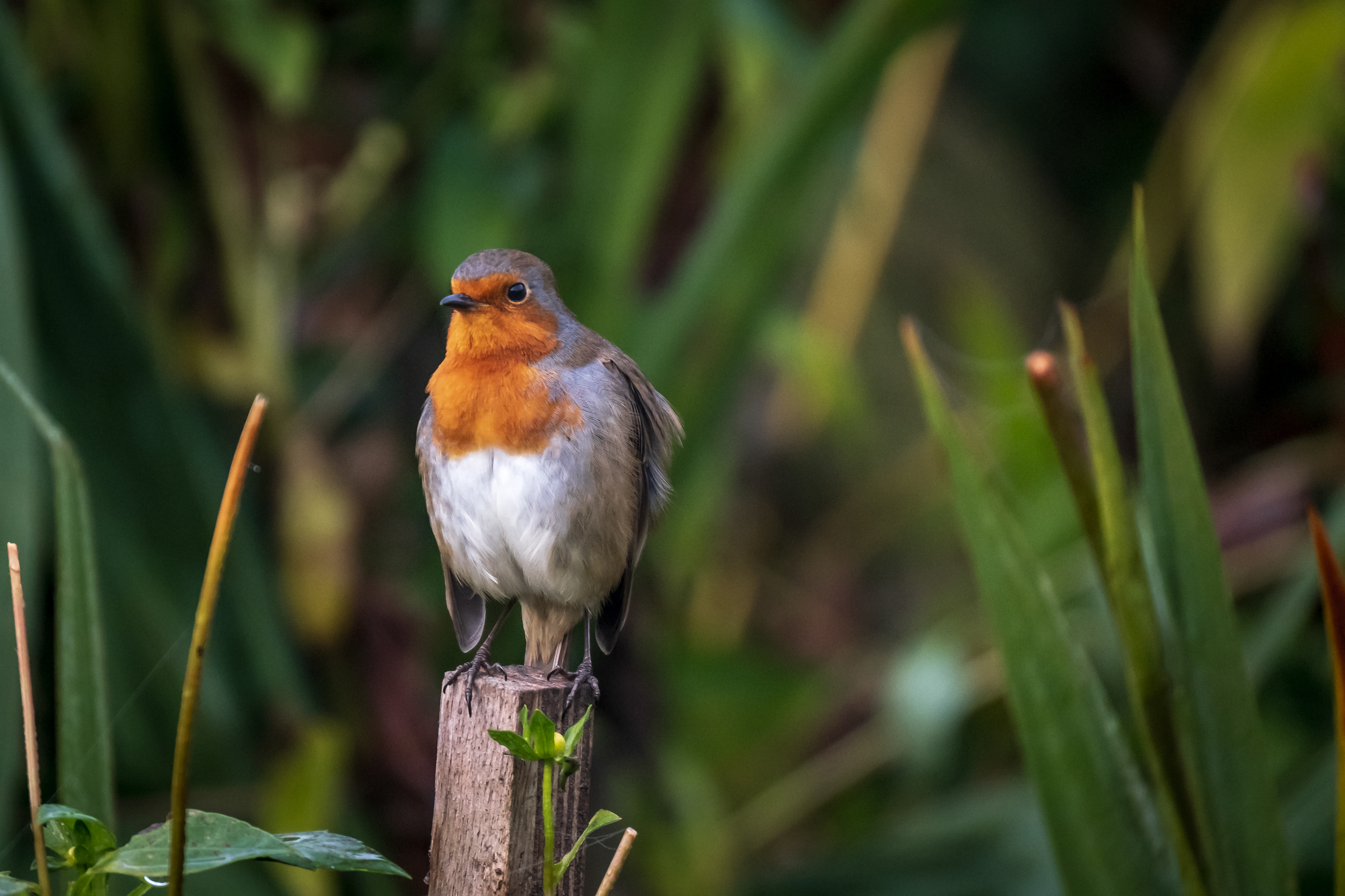 Garden friend / Knaphill, Surrey, October 2021