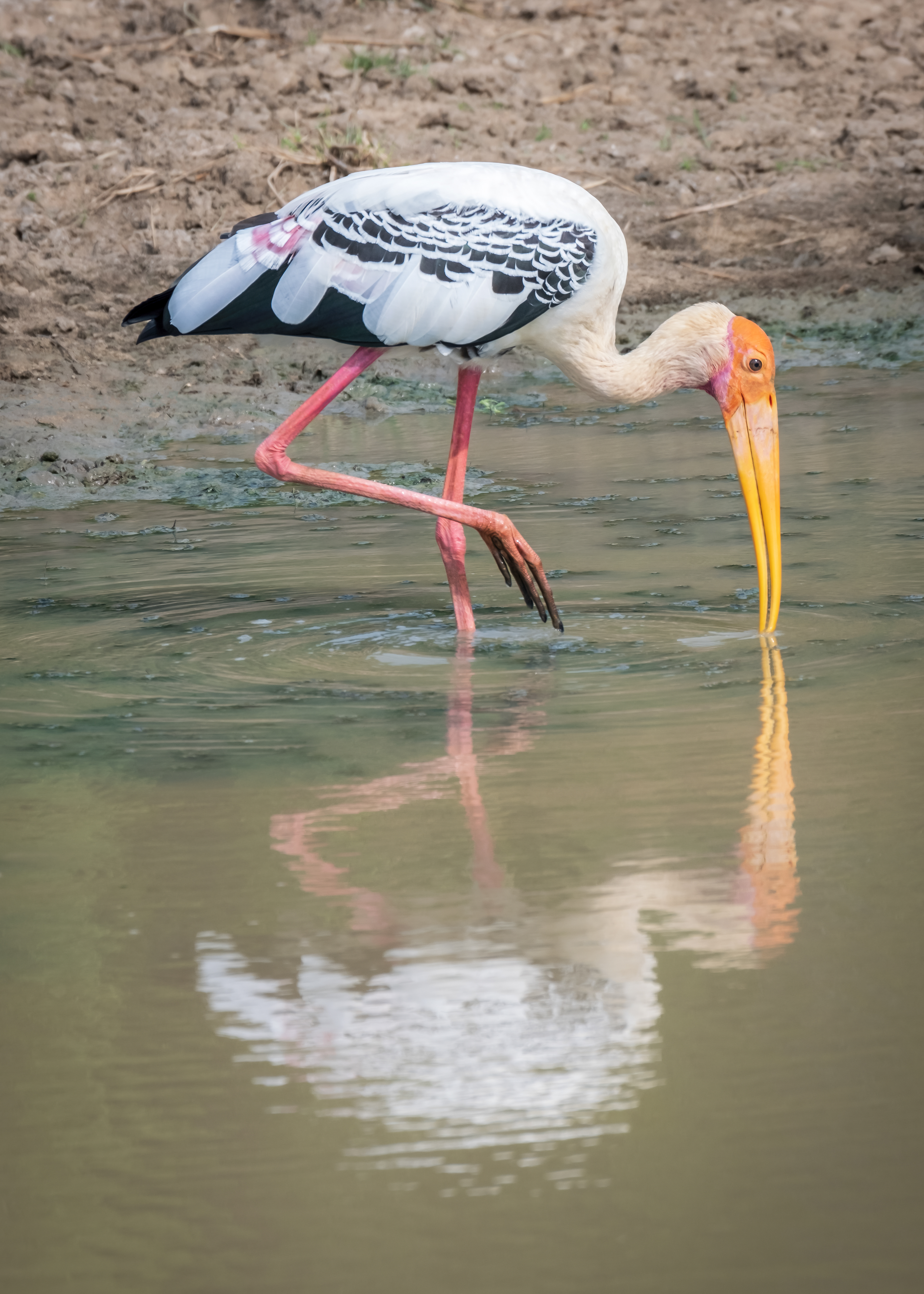 Mirror image / Painted stork at Yala National Park, Sri Lanka, May 2022