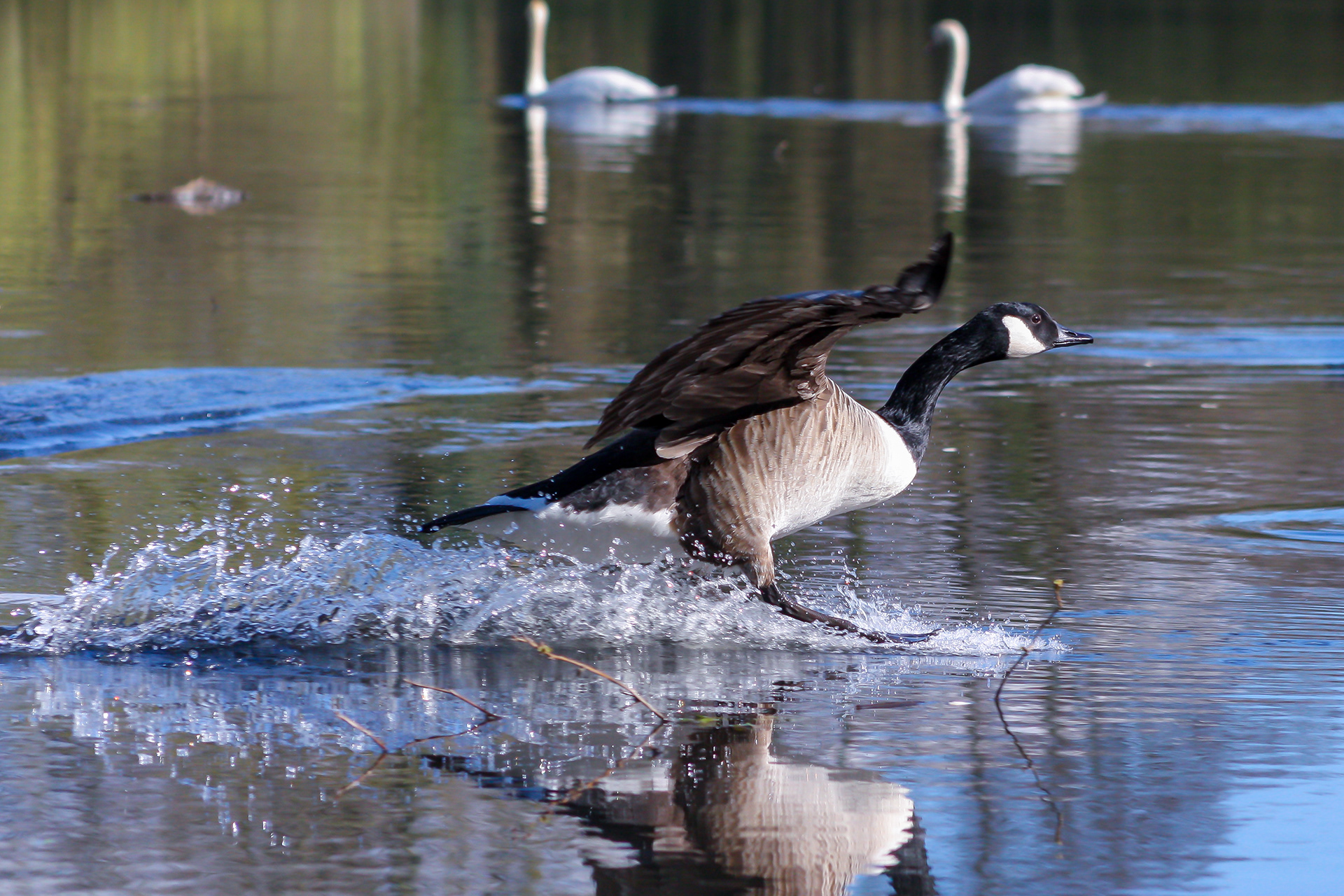 Splash landing / Sandhurst Memorial Lake, Surrey, April 2017