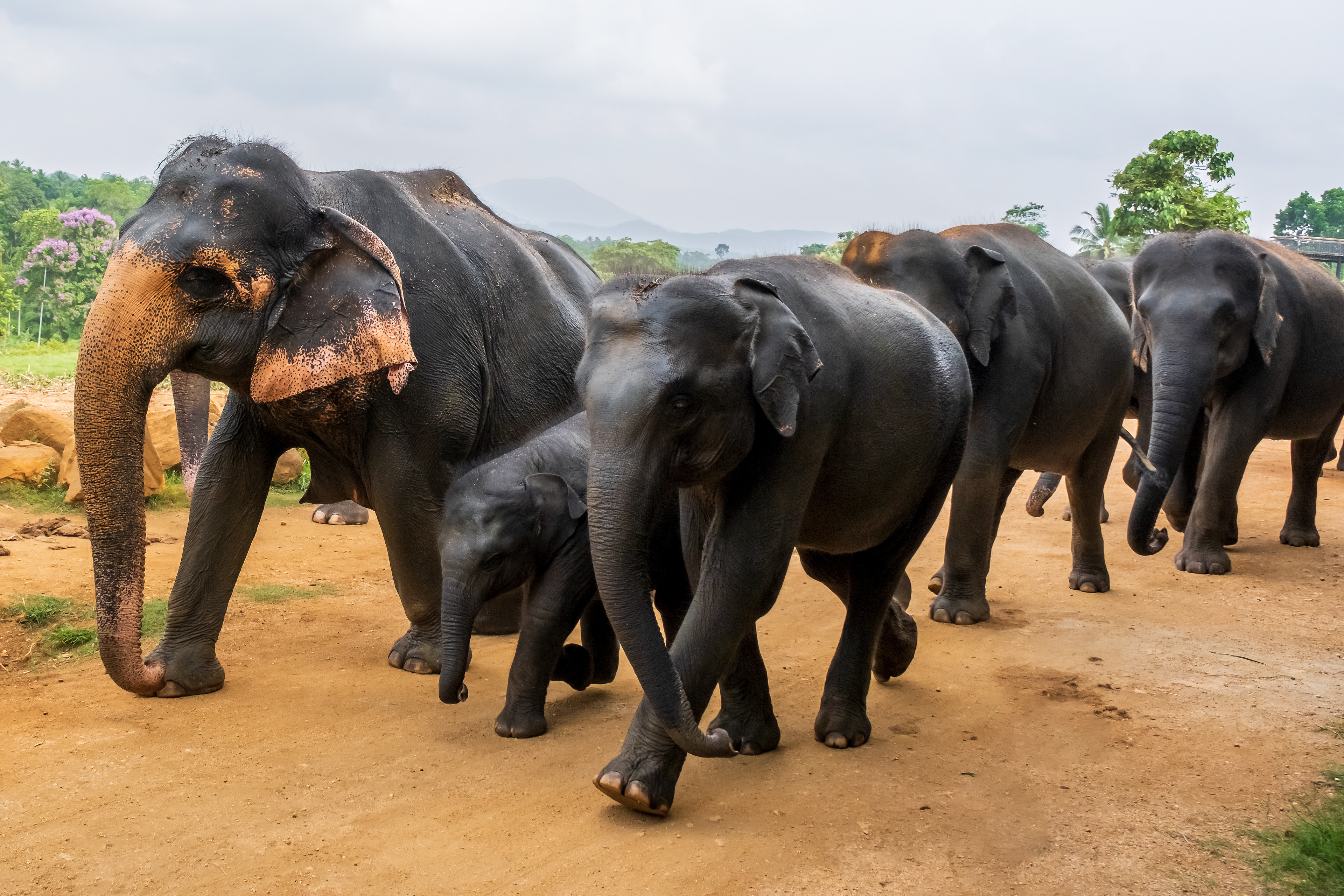 Walk on the wild side / Pinnawala Elephant Orphanage, Sri Lanka, May 2022
