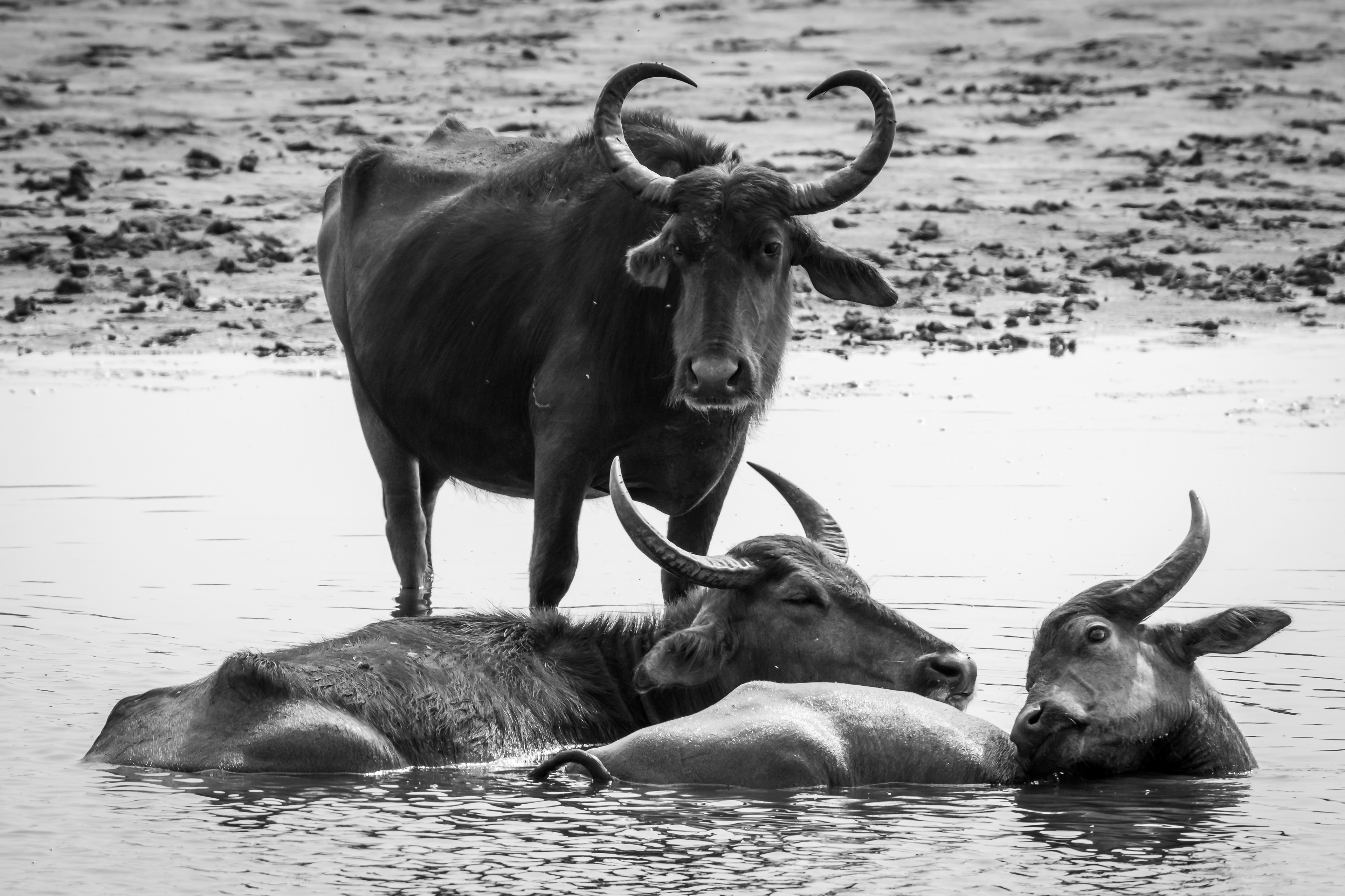 Bath time / Water buffalo at Yala National Park, Sri Lanka, May 2022