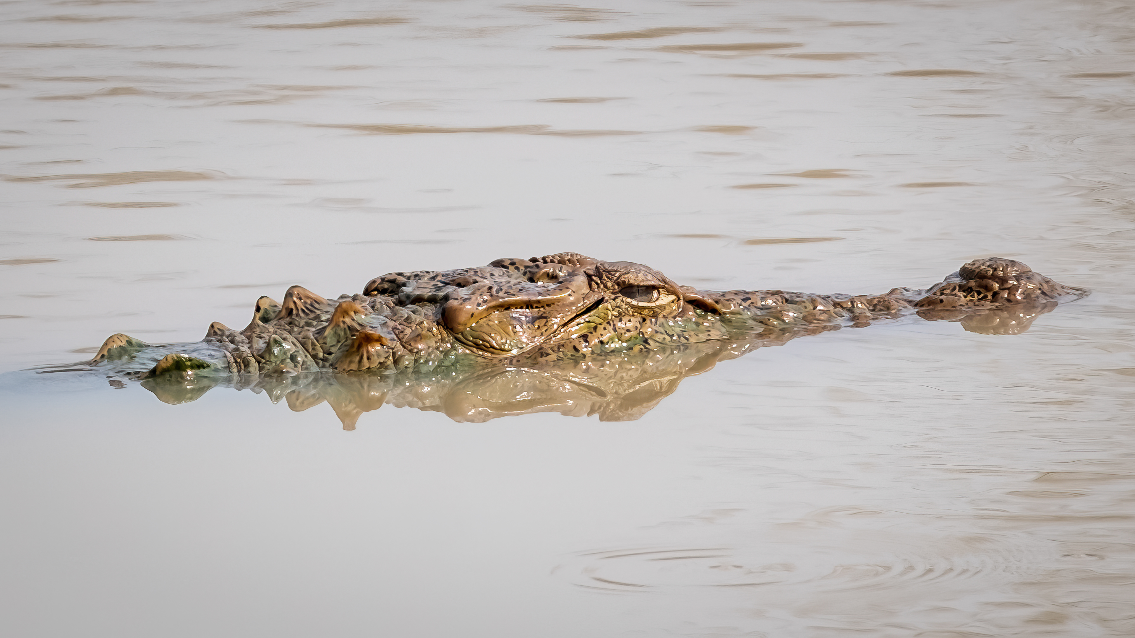 Stealth operator / Saltwater crocodile, Yala National Park, Sri Lanka, May 2022