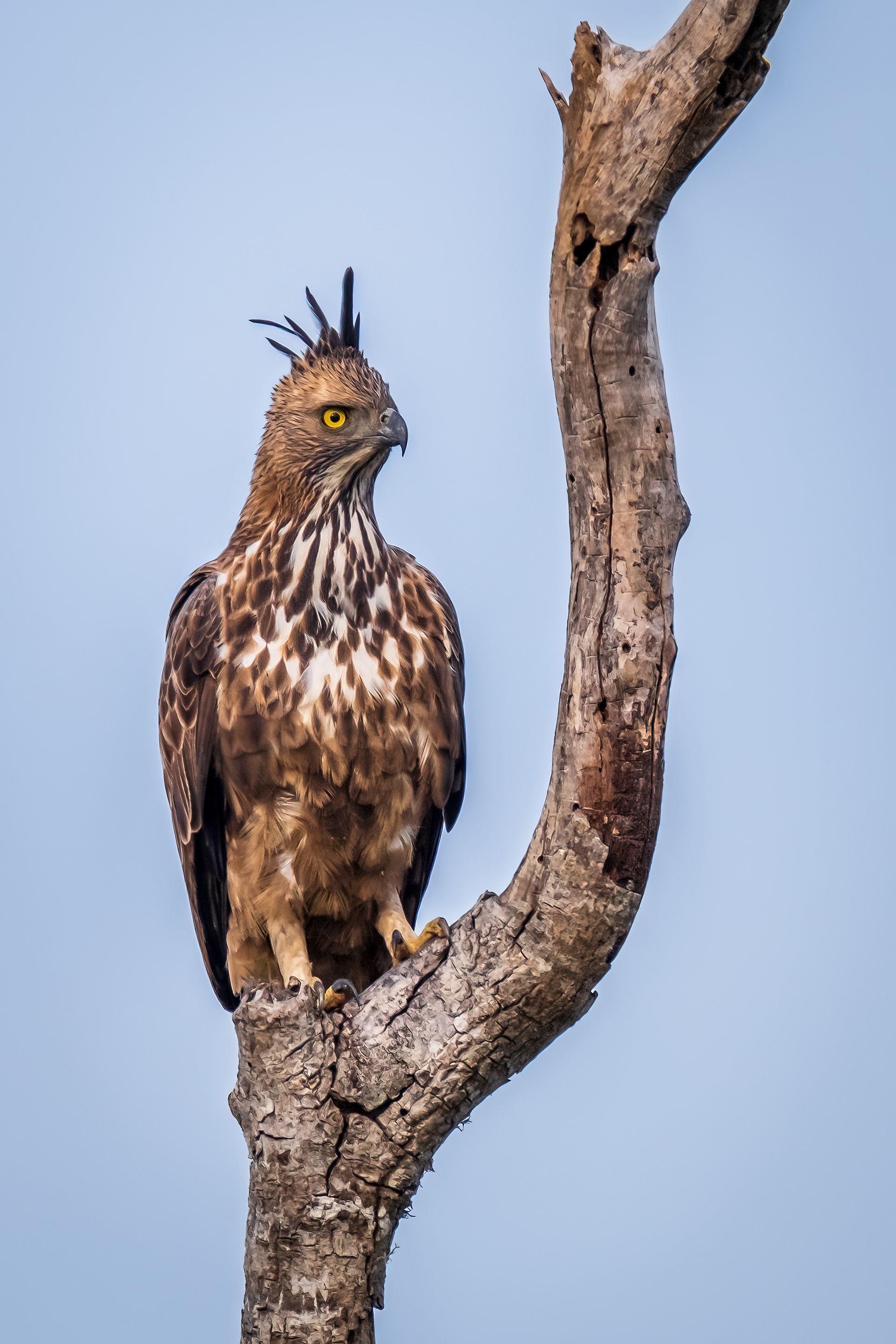 Watching intensely / Crested hawk eagle, Yala National Park, Sri Lanka, May 2022