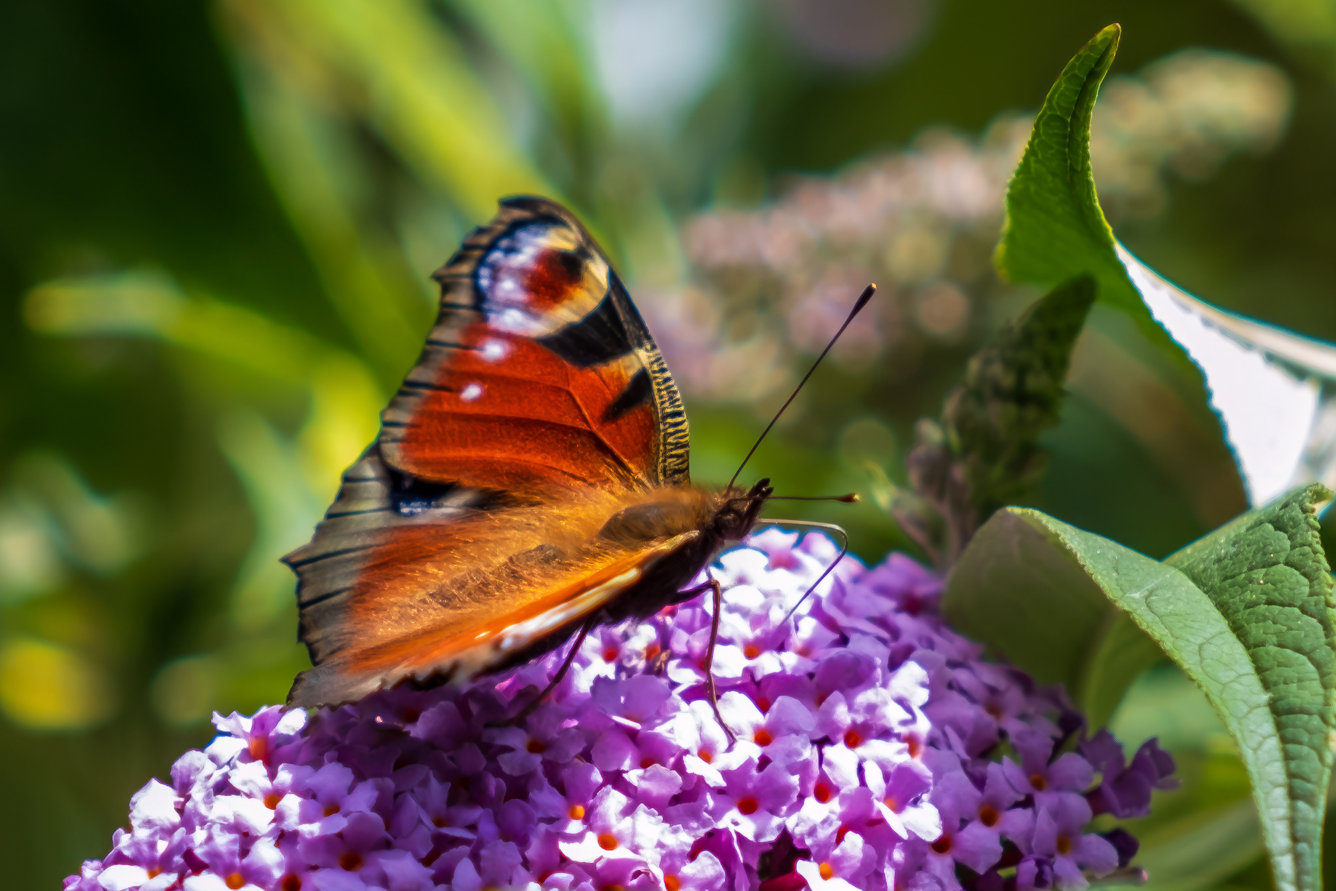 A peacock in the garden / Surrey, July 2023