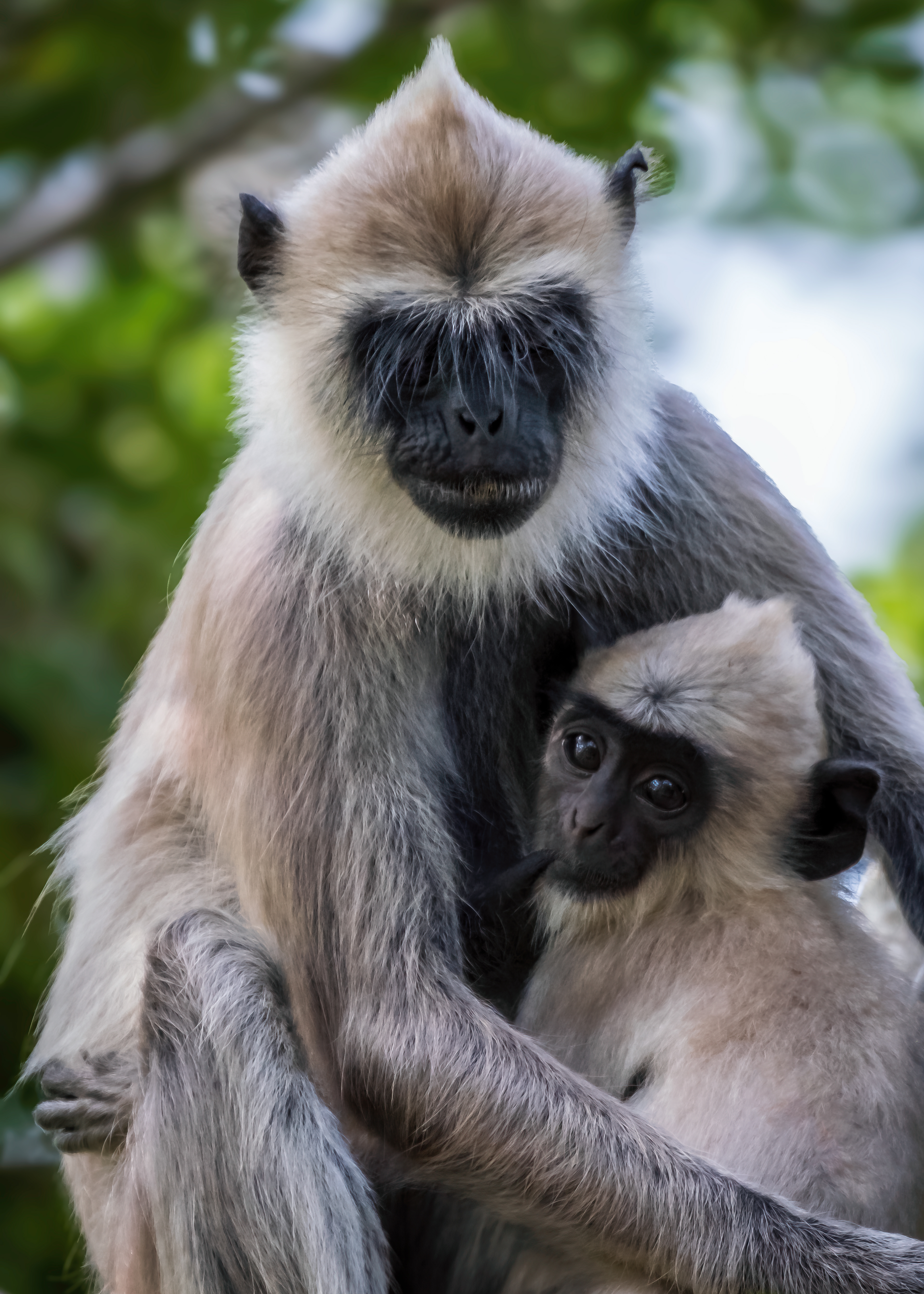 Keep close / Grey langur mother and baby monkeys at Yala National Park, Sri Lanka, May 2022