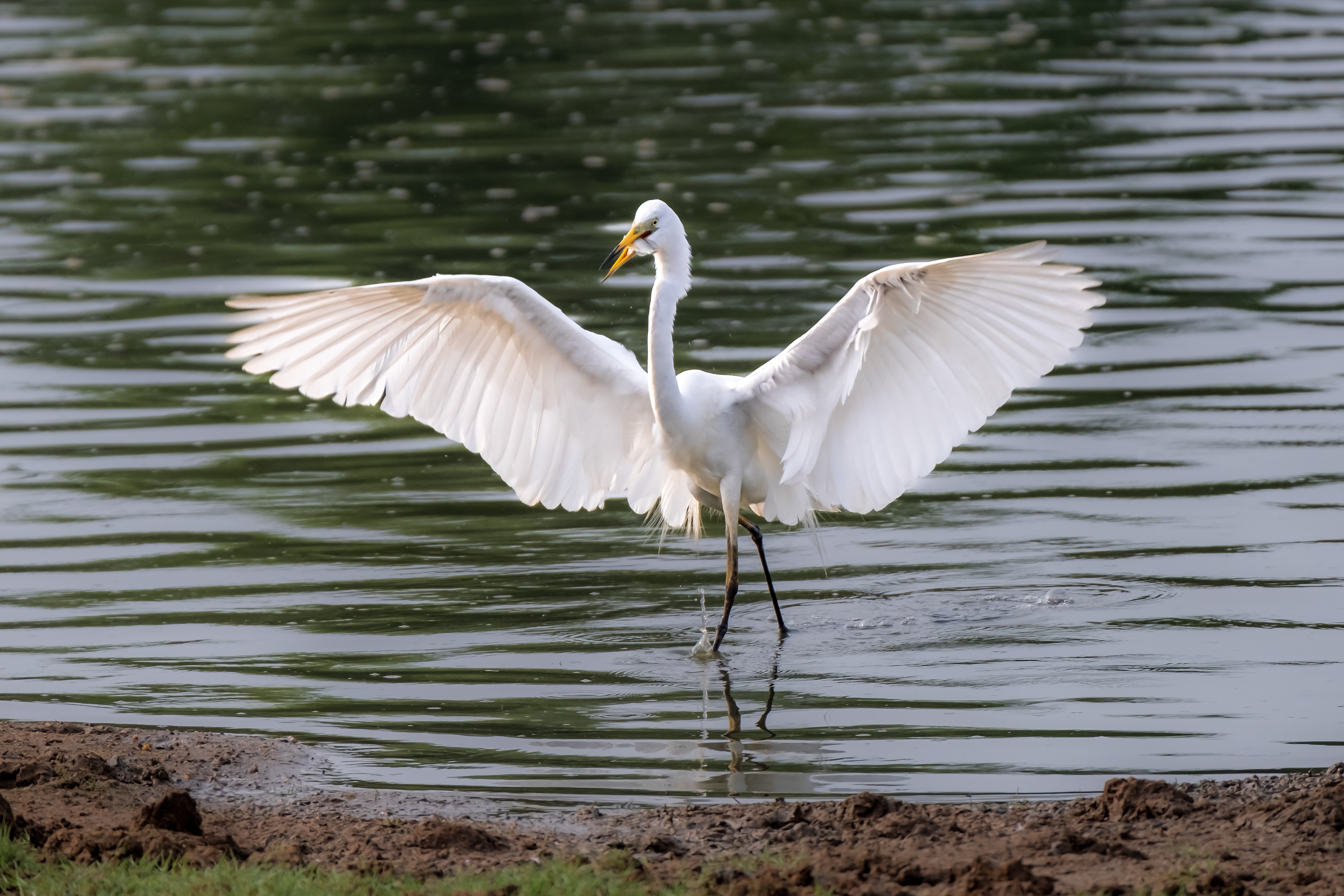 Eastern great egret / Yala National Park, Sri Lanka, April 2022