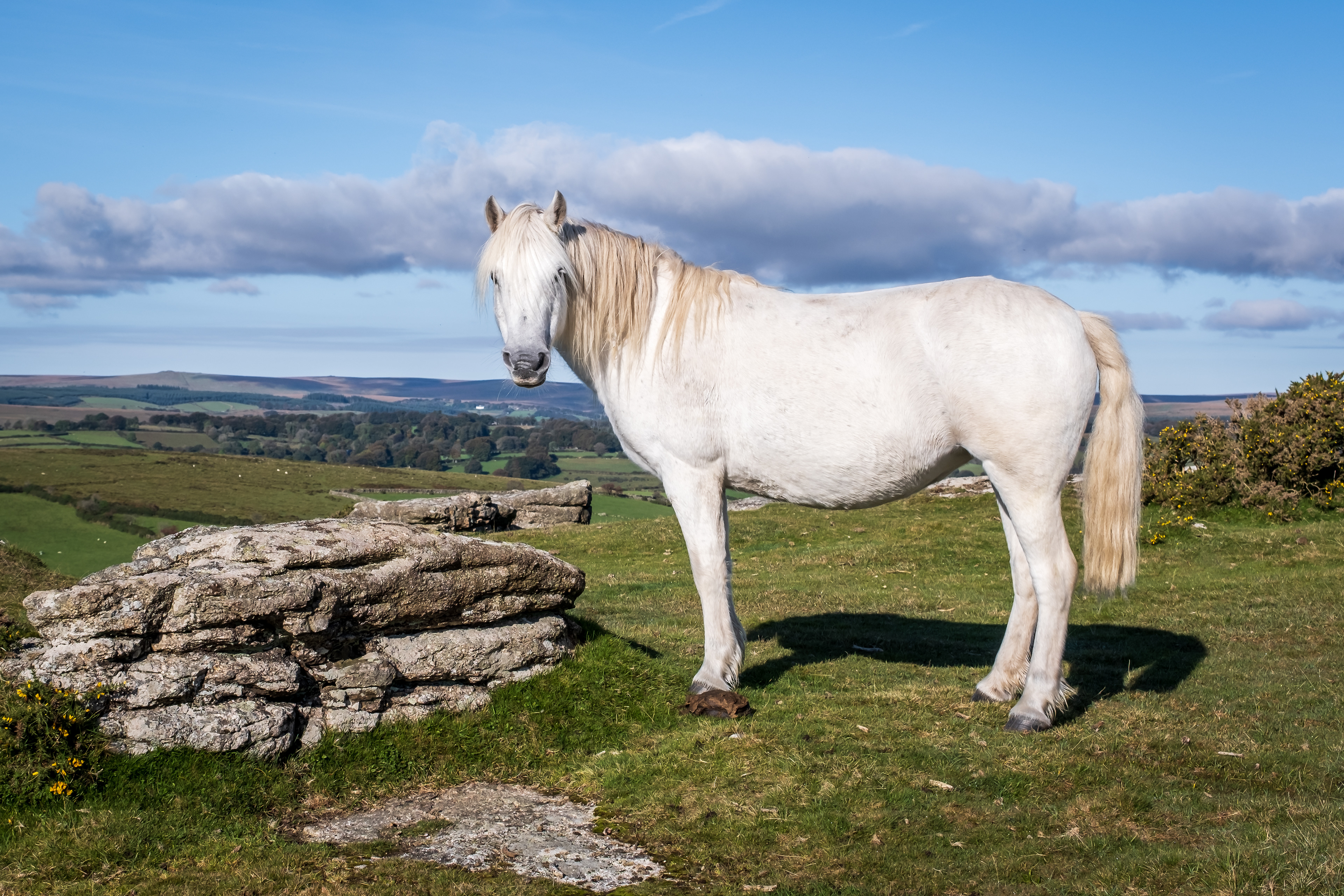 Tor pony / Dartmoor National Park, Devon, October 2021