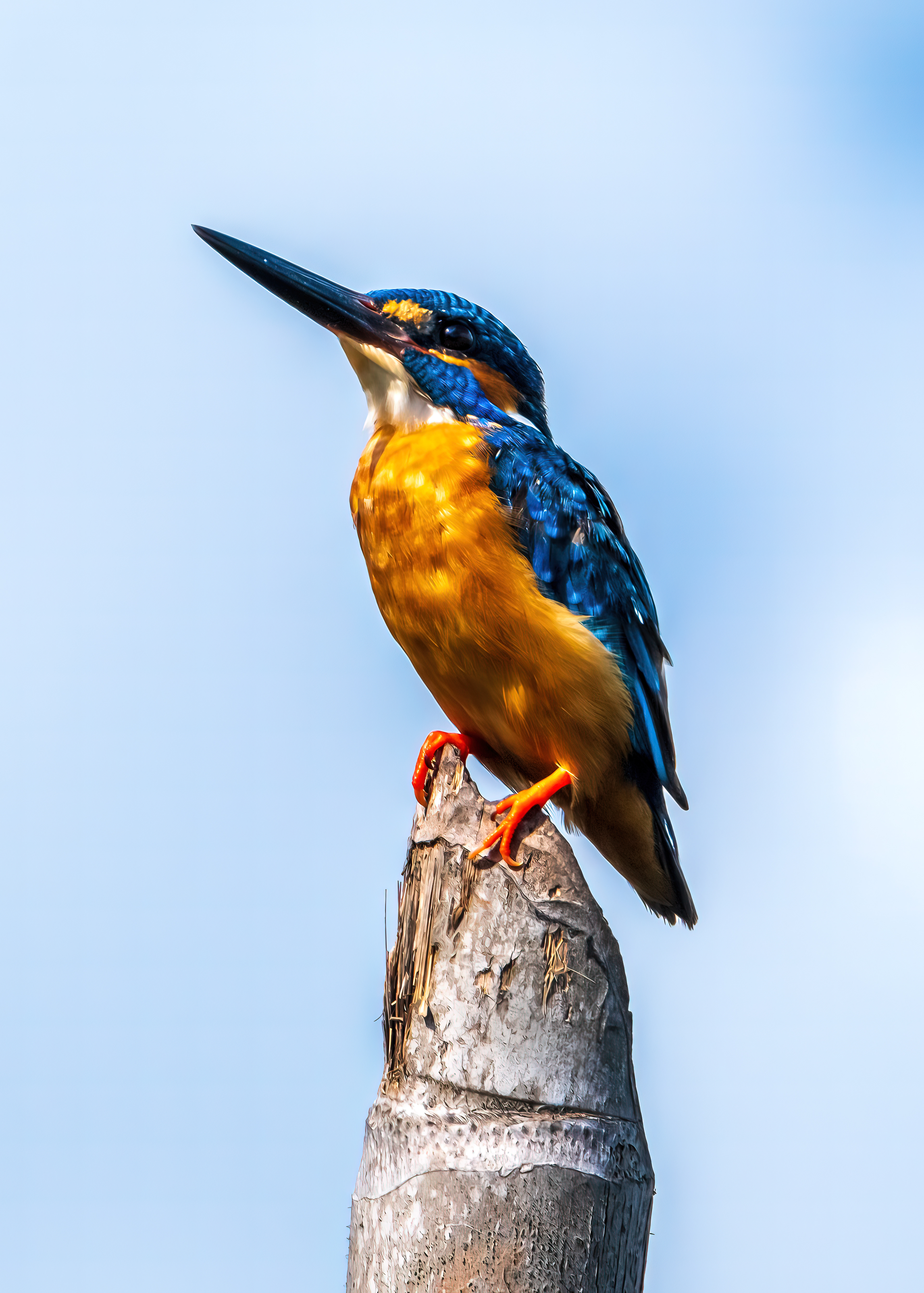 King of the lake / Rathgama lake, Sri Lanka, April 2022