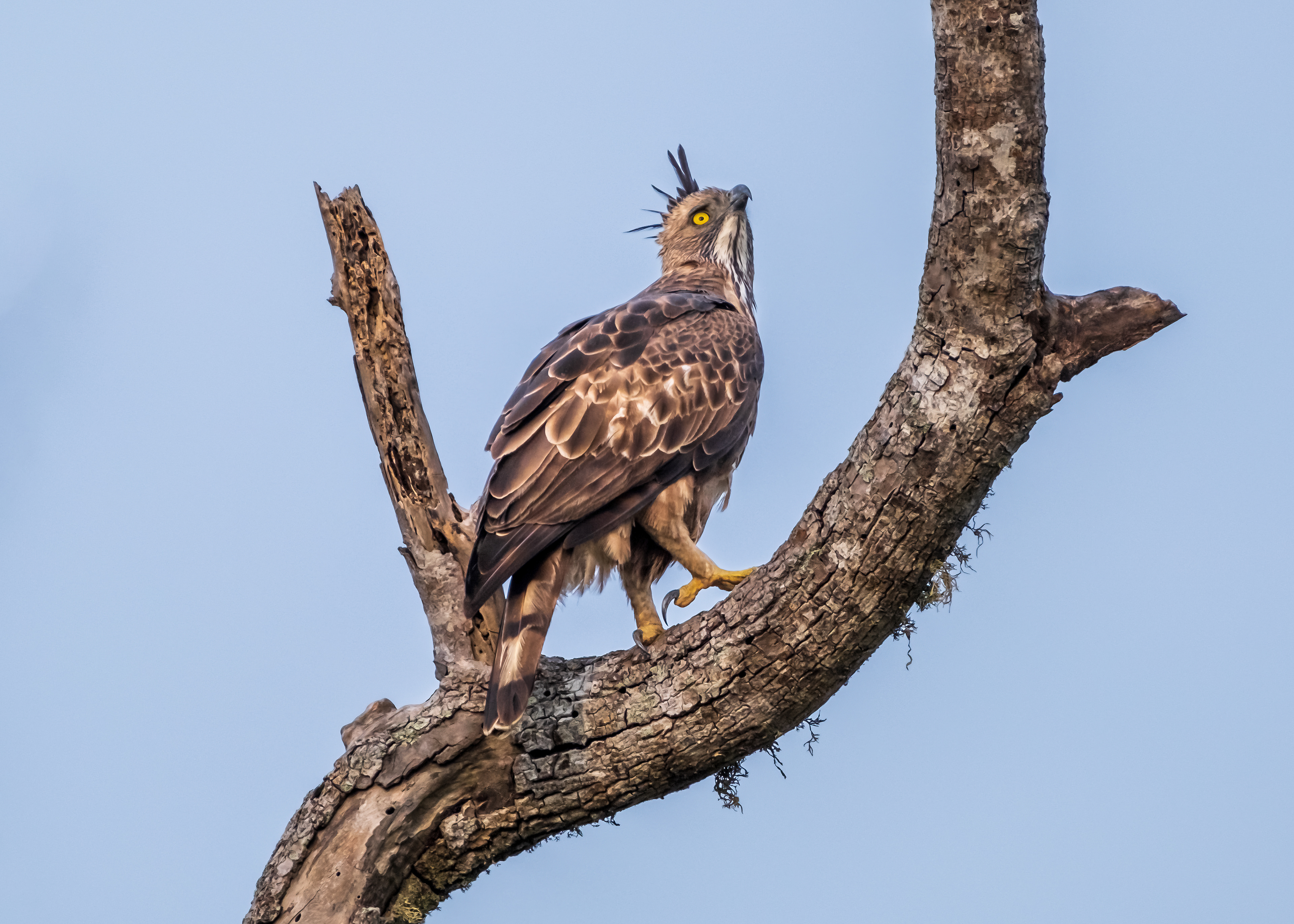 Crested hawk eagle / Yala National Park, Sri Lanka, May 2022