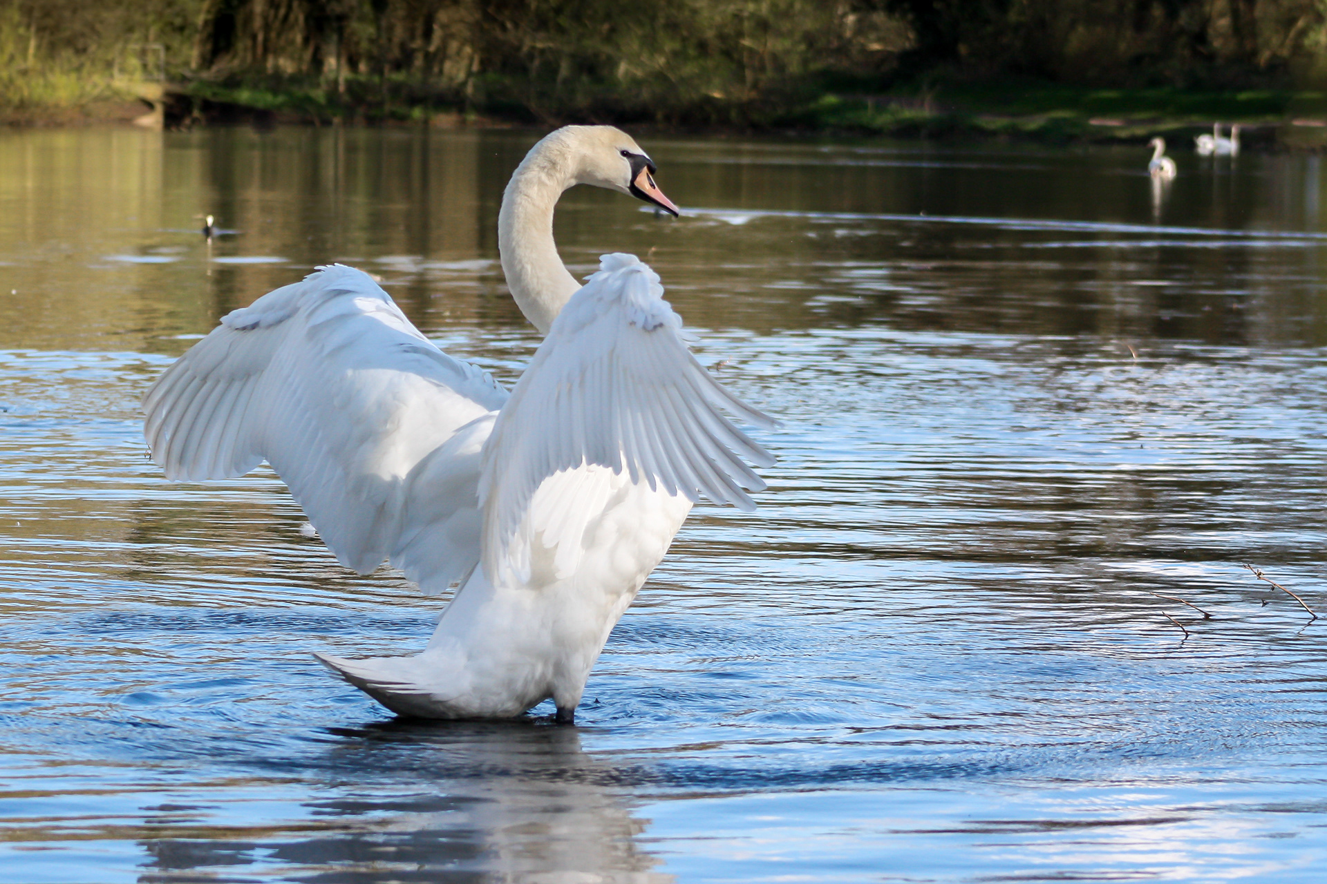 Spread your wings / Sandhurst Memorial Lake, Surrey, April 2017