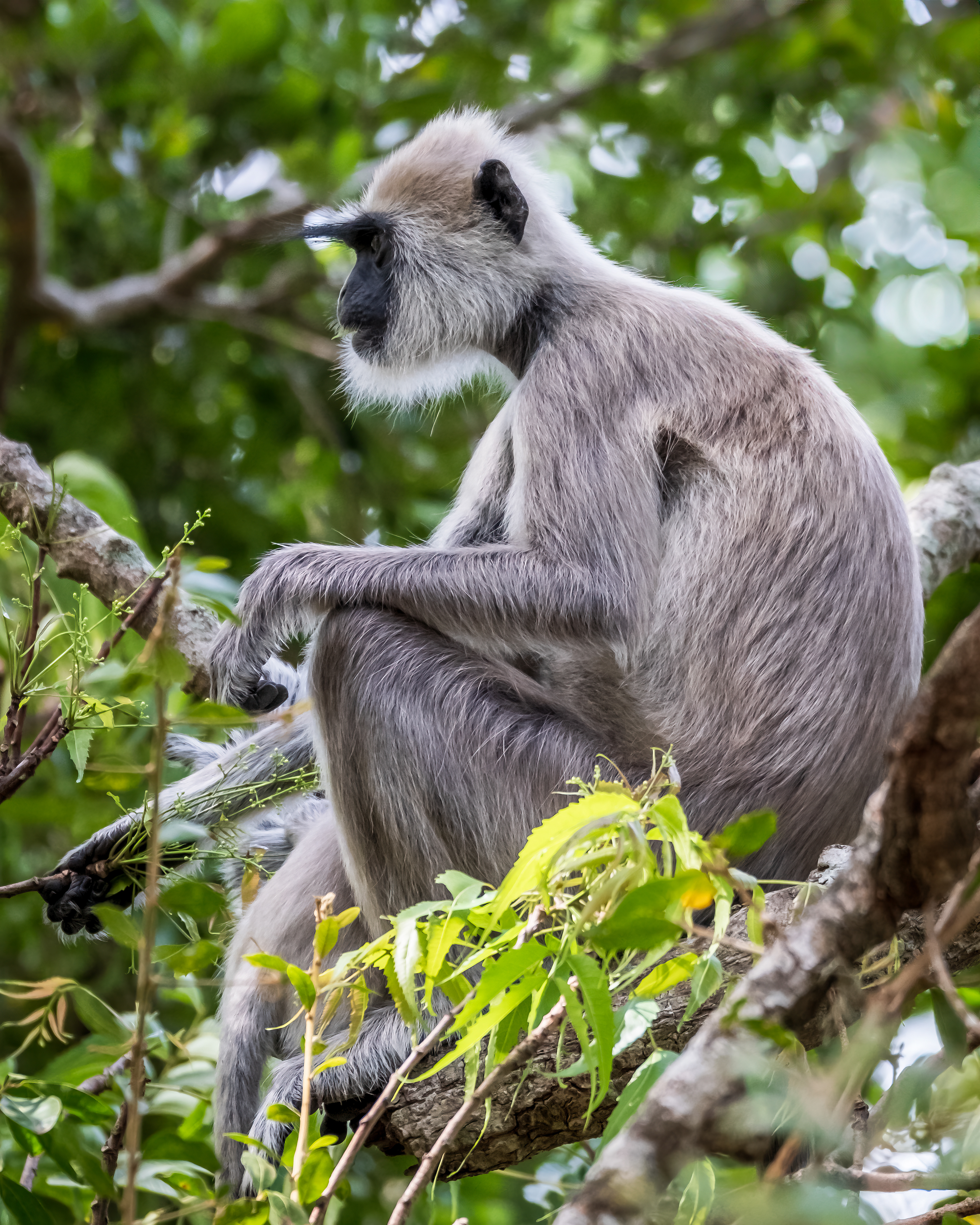 Contemplation / Grey langur monkey at Yala National Park, Sri Lanka, May 2022