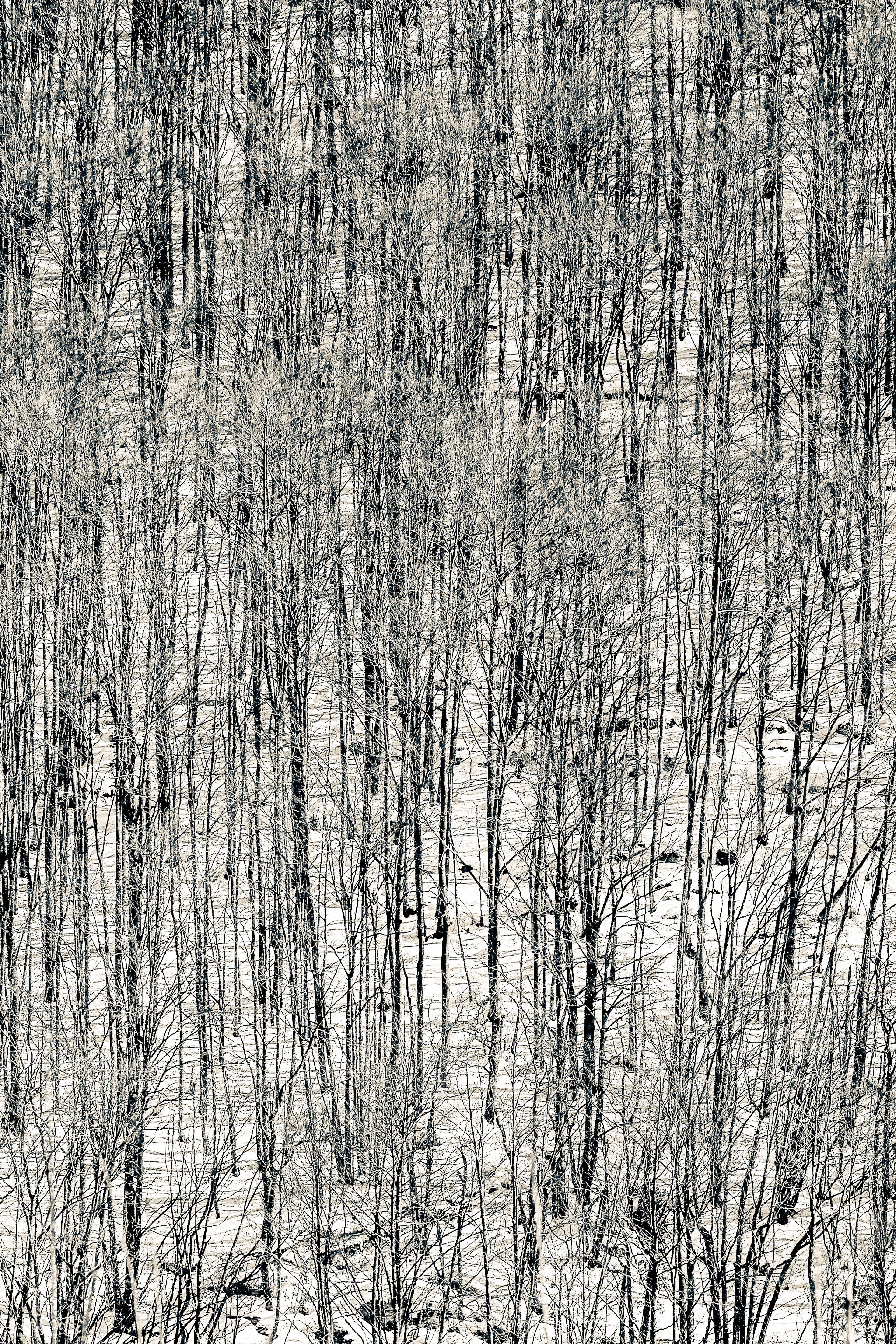 Neiges Tardives 015 - France - Format vertical 80xh120cm - 100xh150cm