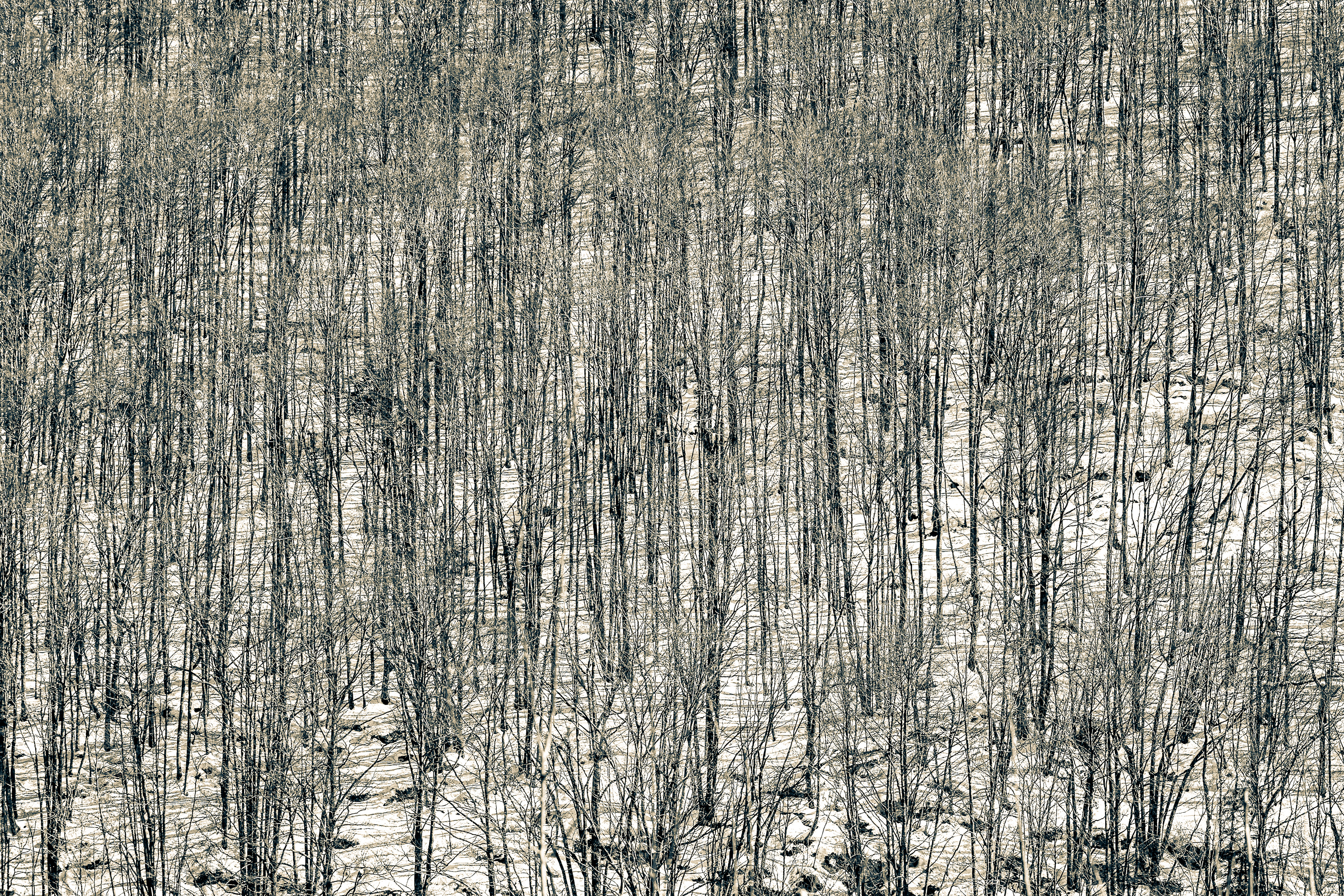Neiges tardives 33 - France