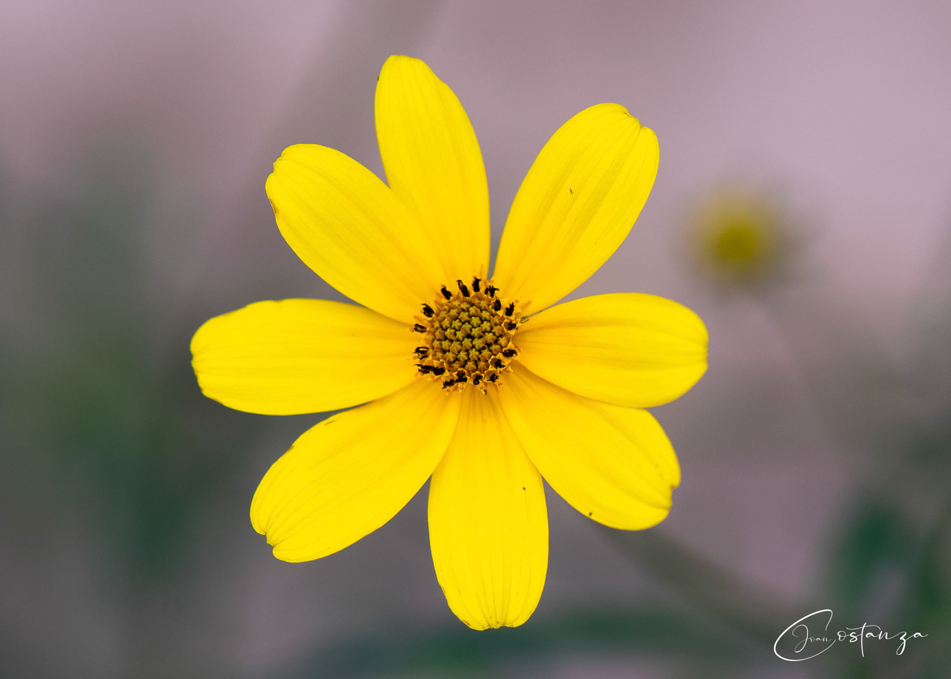 Bidens aristosa Tickseed Beggar-Ticks