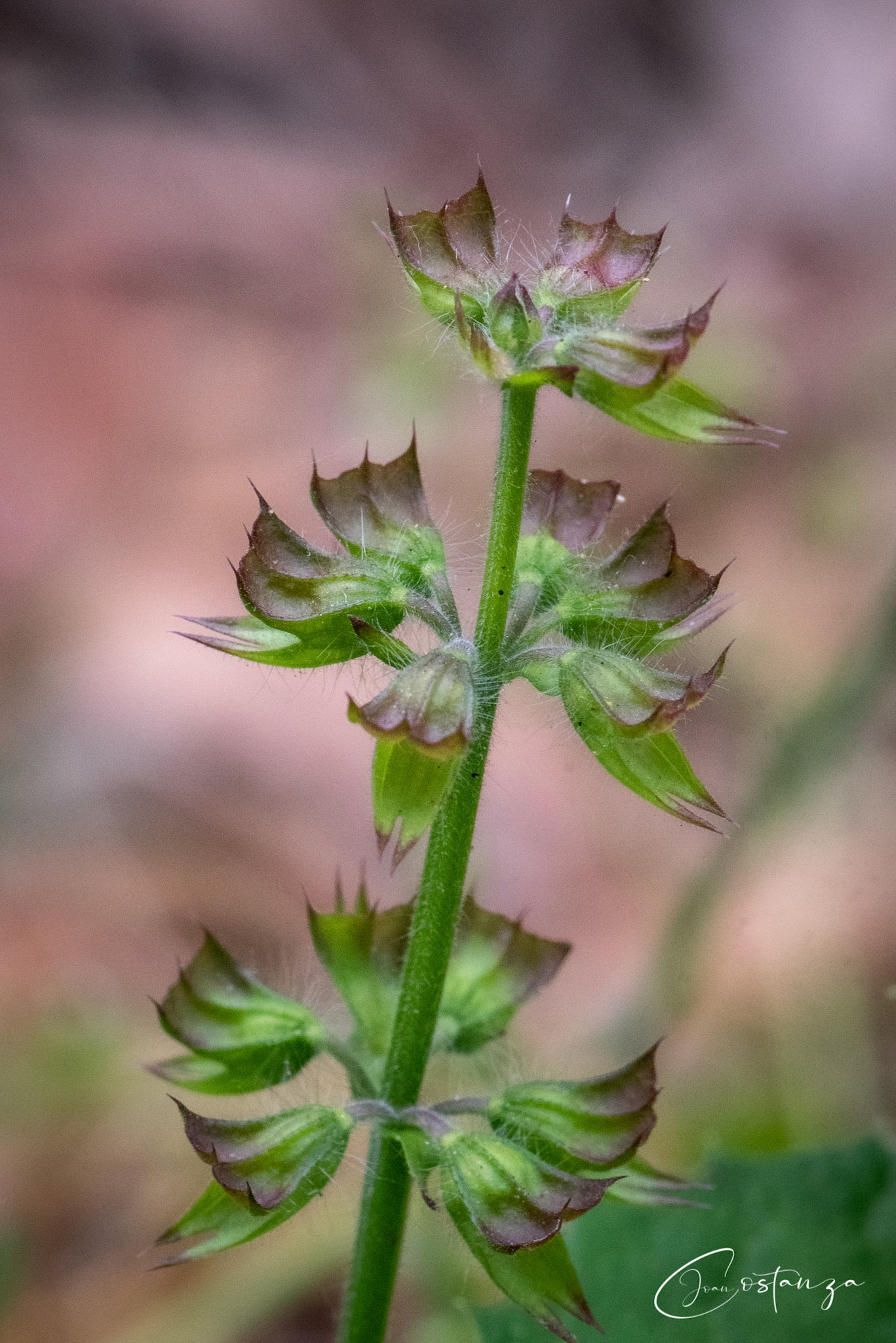 Lyre-leaved sage, salvia lyrata, lamiaceae (mint family)
