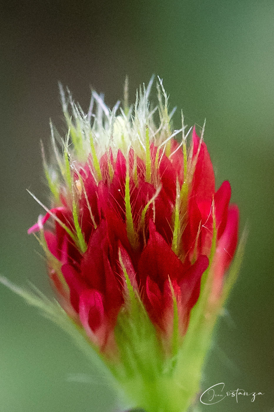 Crimson Clover