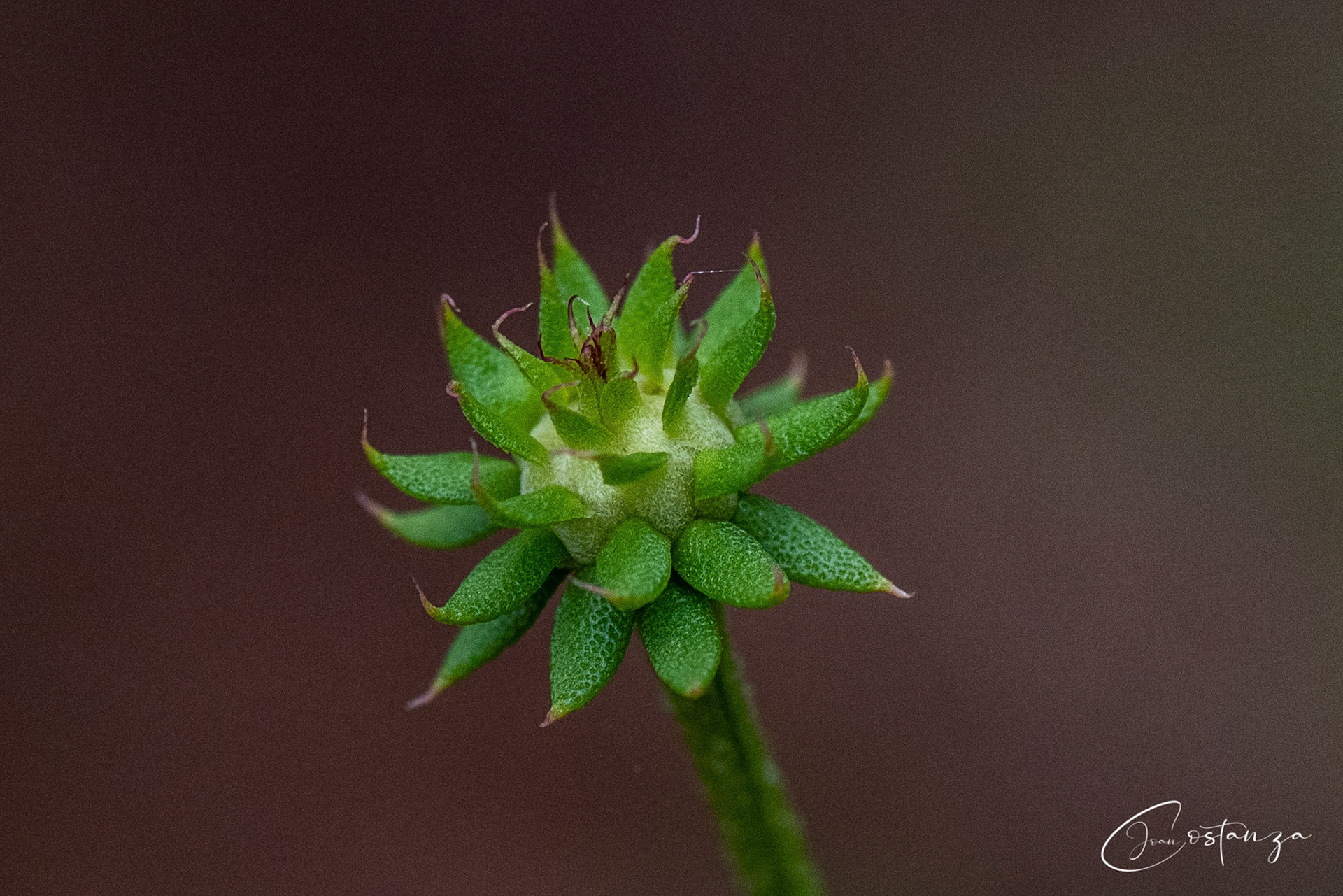 Eurybia hemispherica- southern prairie aster